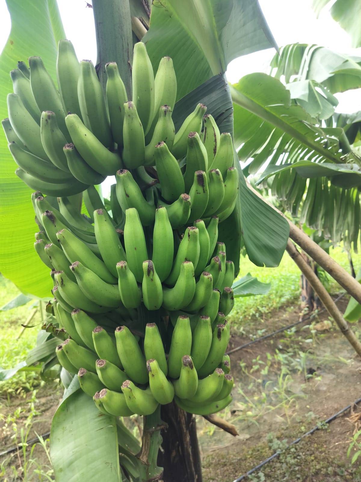 Grand Naine (G9) Banana बिक्री के लिए, दुर्ग, छत्तीसगढ़