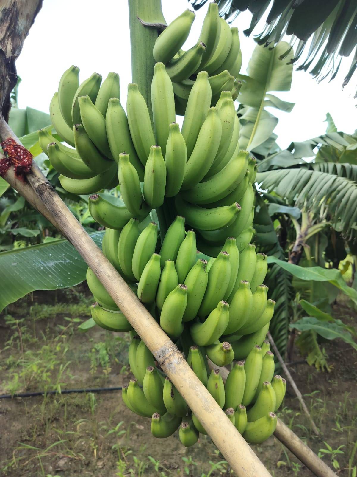 Banana Grand Naine (G9) Banana