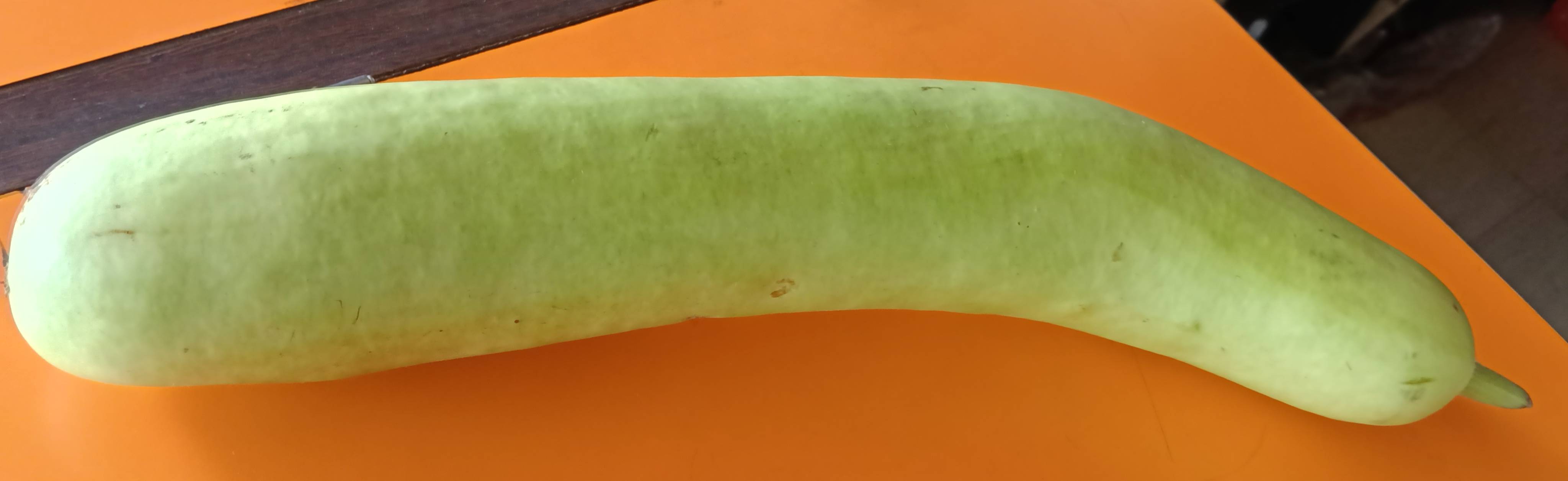 दूधी भोपळा Pusa Summer Long