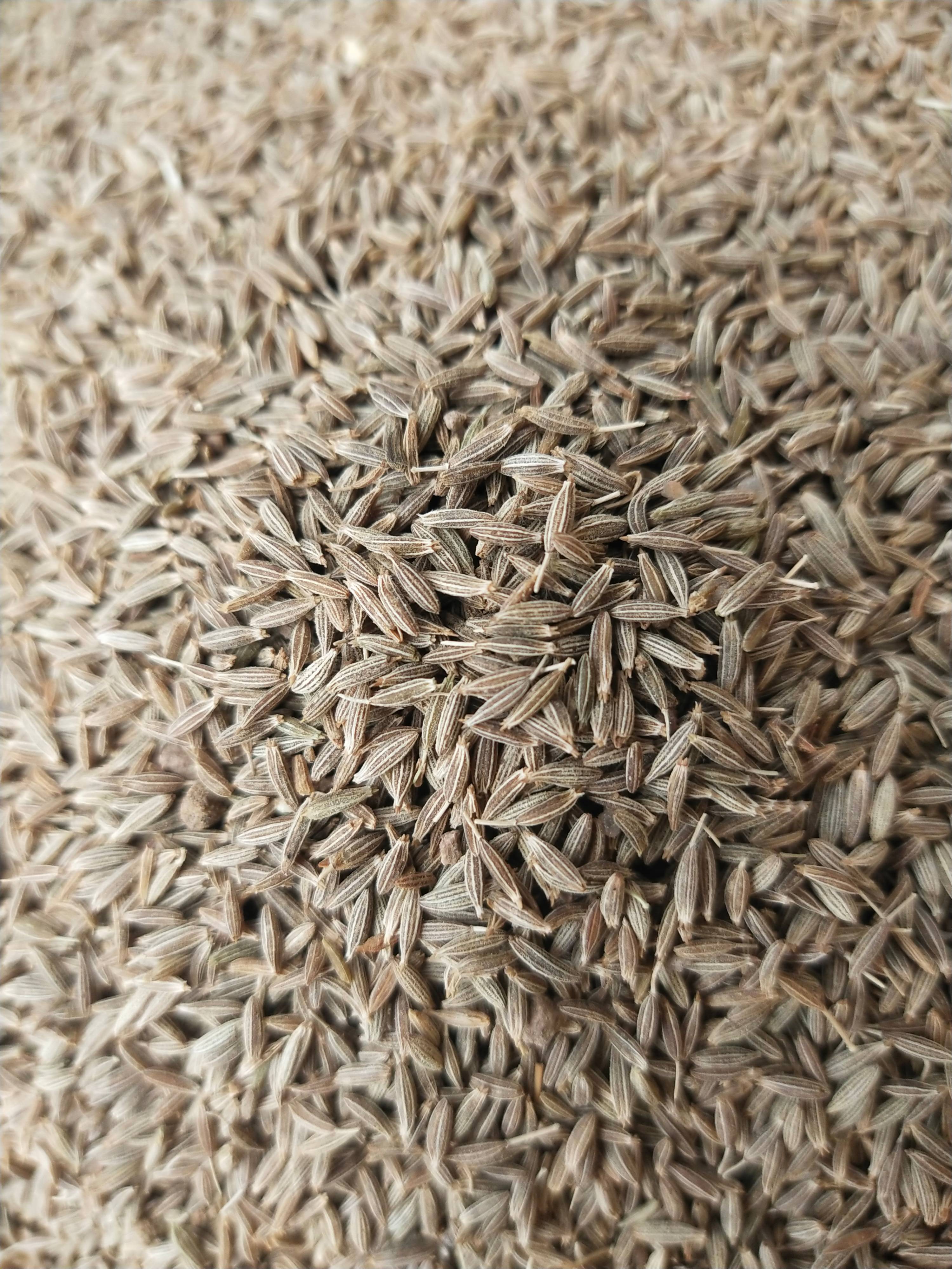 Cumin Black Cumin