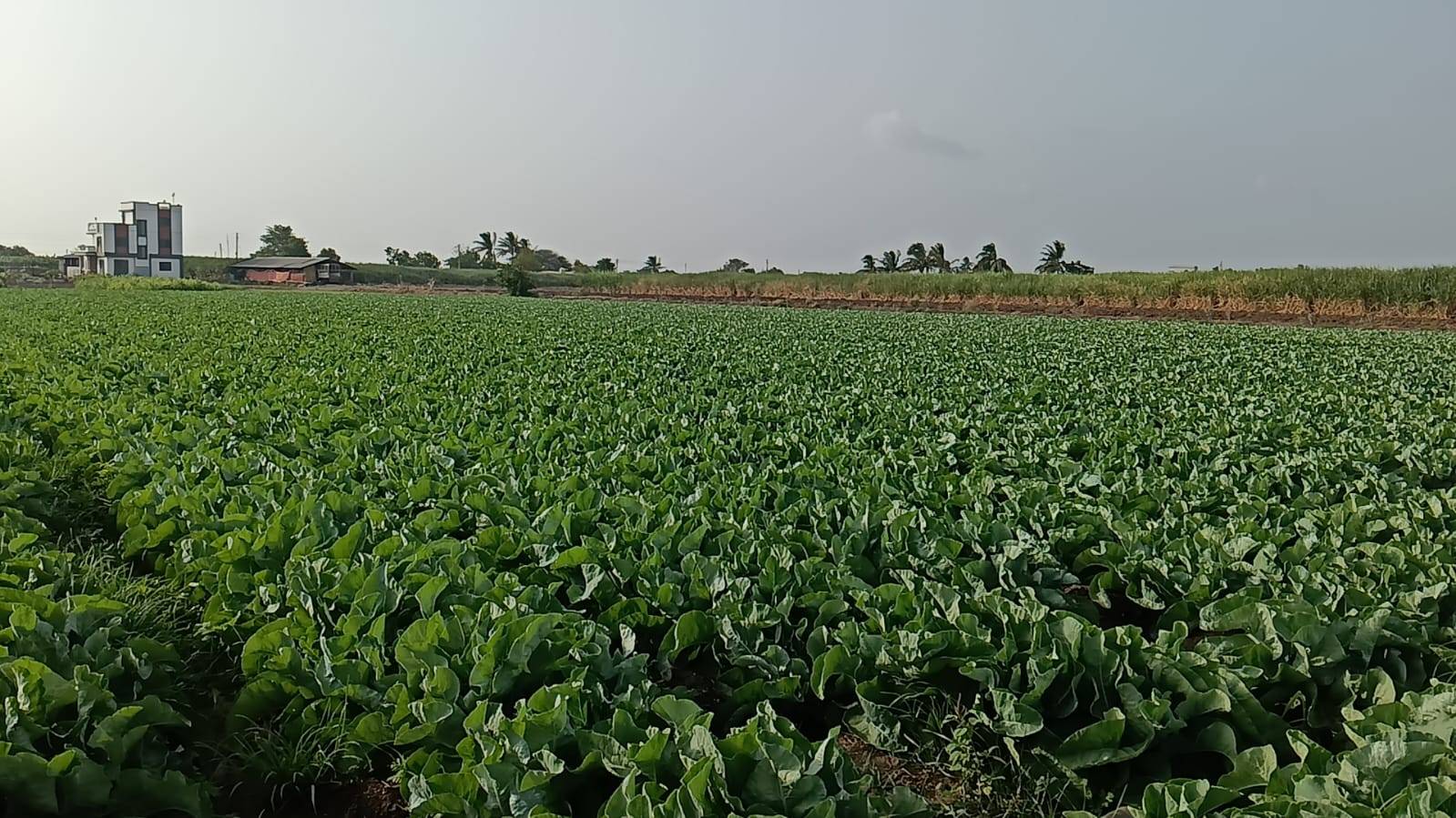 Early Cauliflower for sale in Pune, Maharashtra