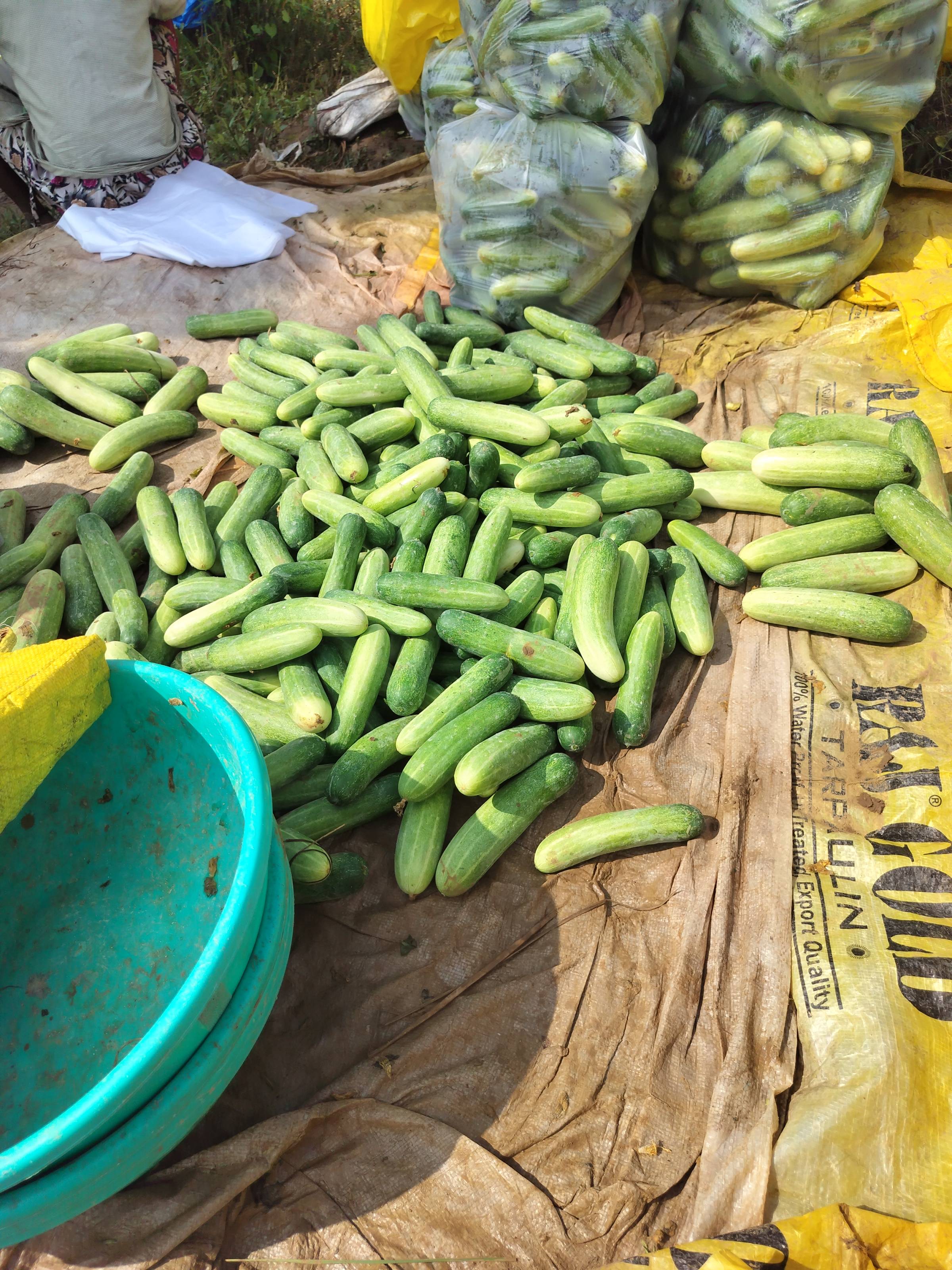 Green Cucumber for sale in Gondiya, Maharashtra