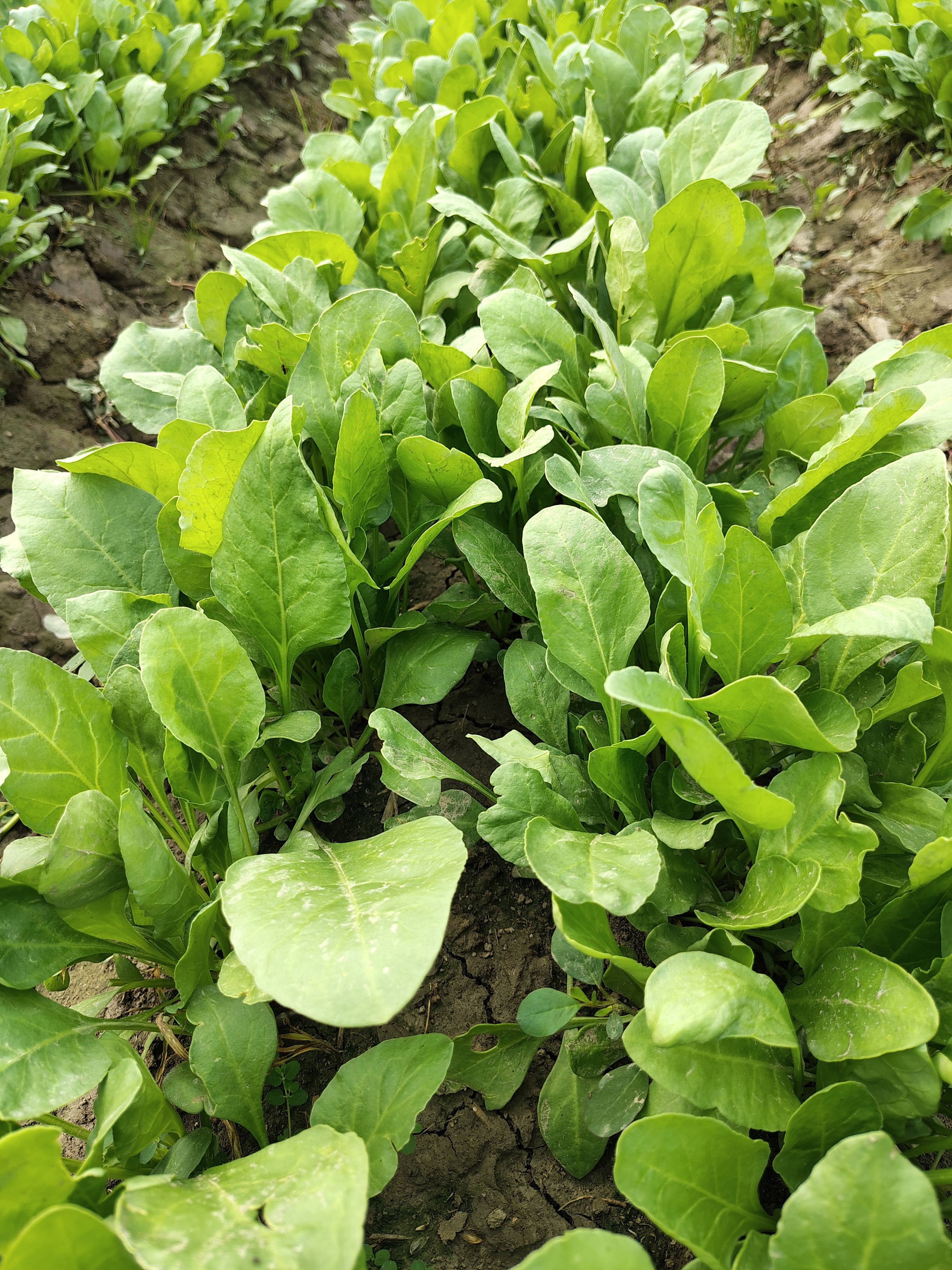 पालक Baby Spinach