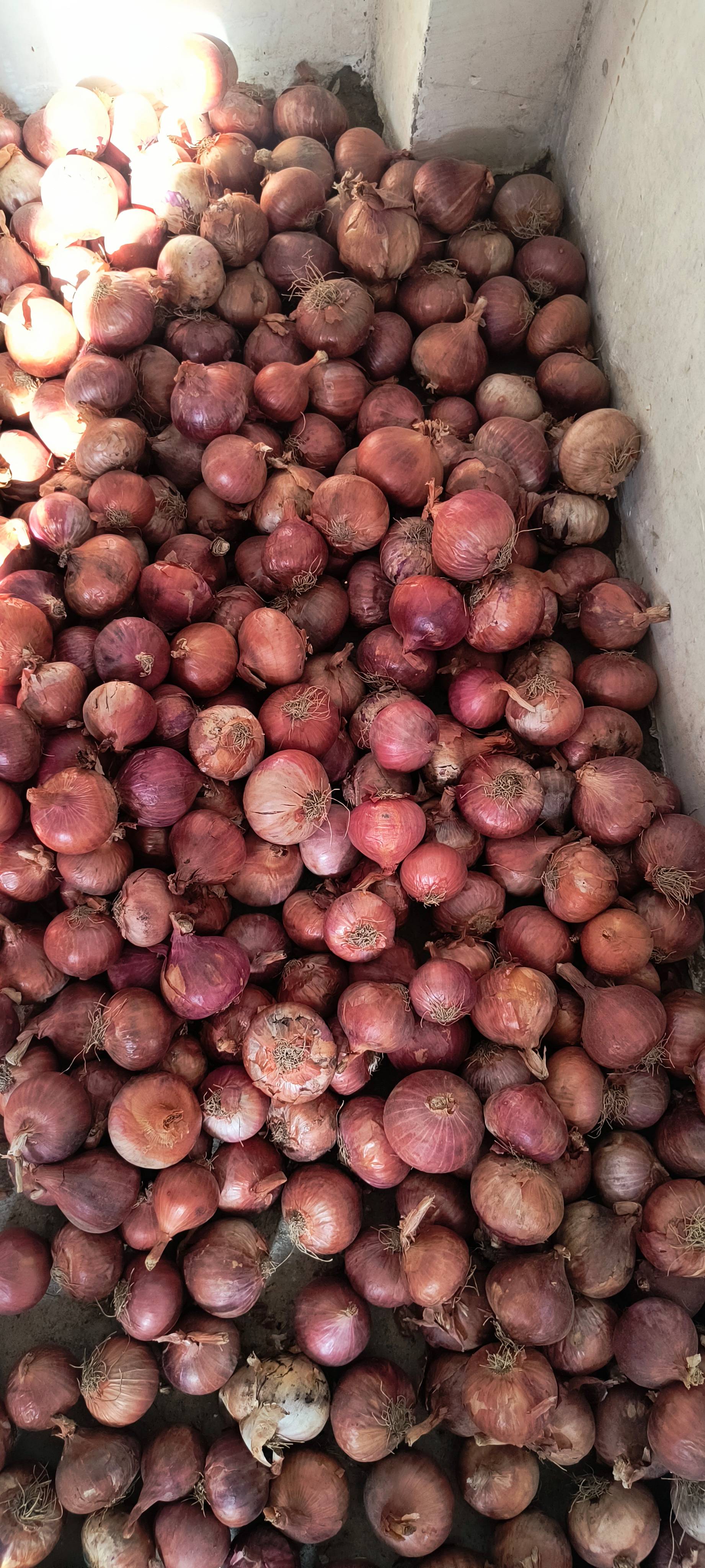 Pink Onion विक्रीसाठी, रतलाम, मध्य प्रदेश