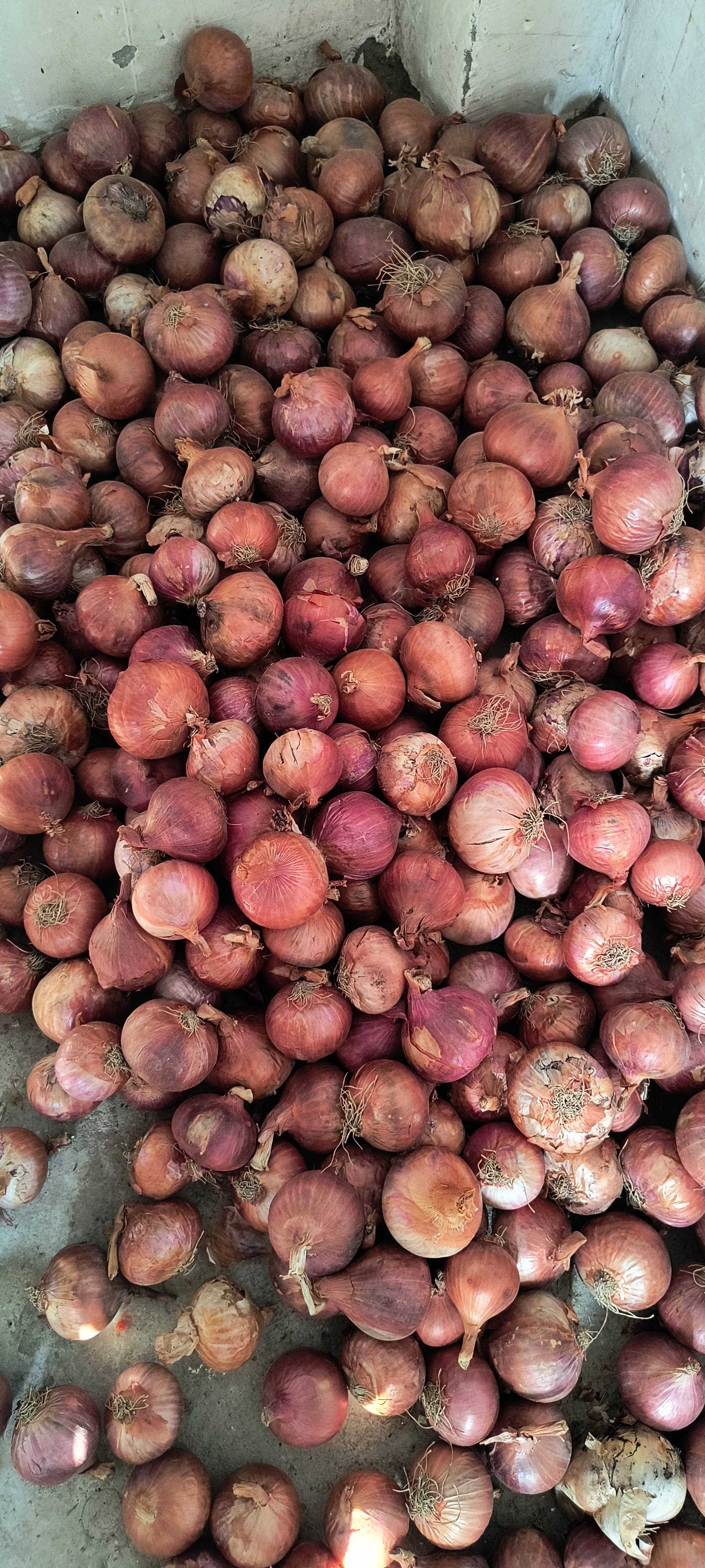 कांदा Pink Onion