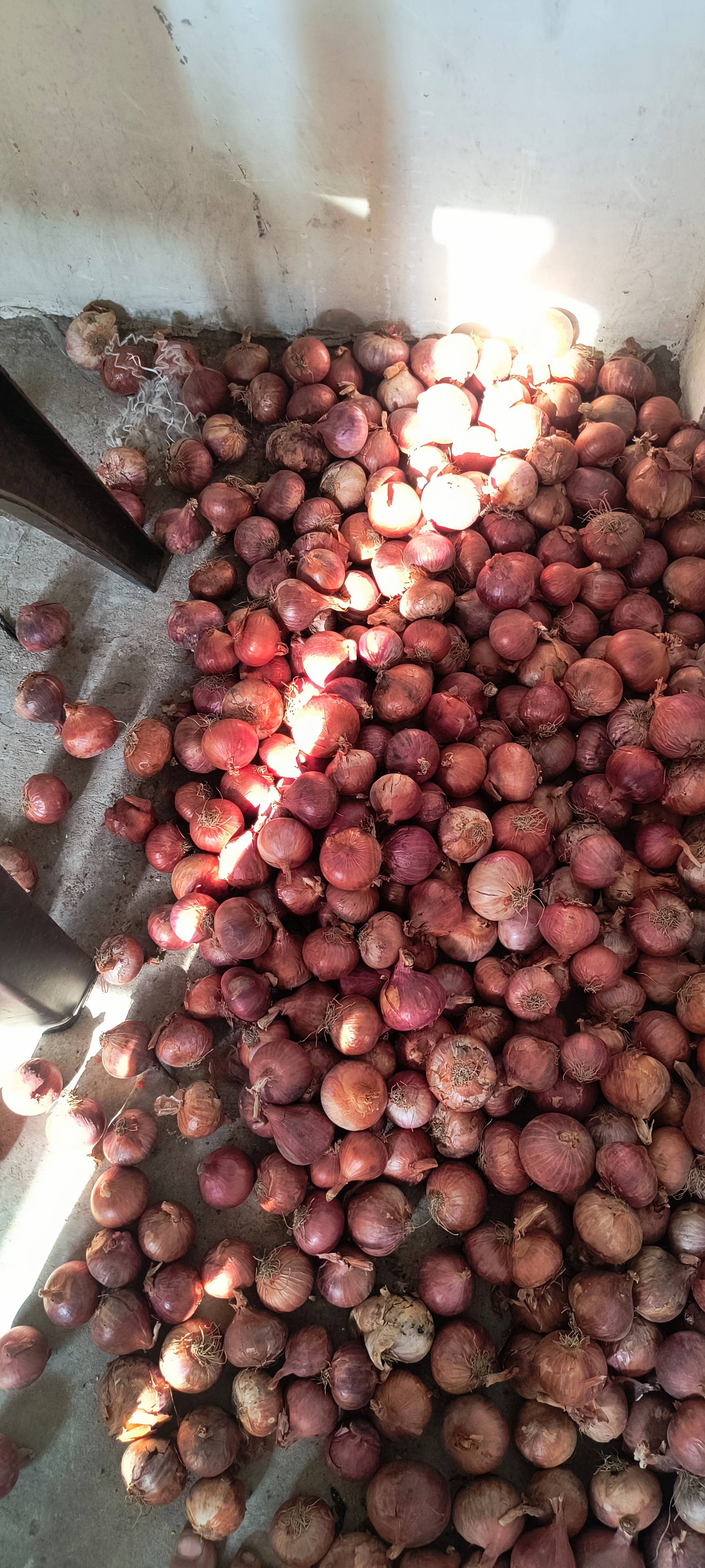 Pink Onion विक्रीसाठी, रतलाम, मध्य प्रदेश