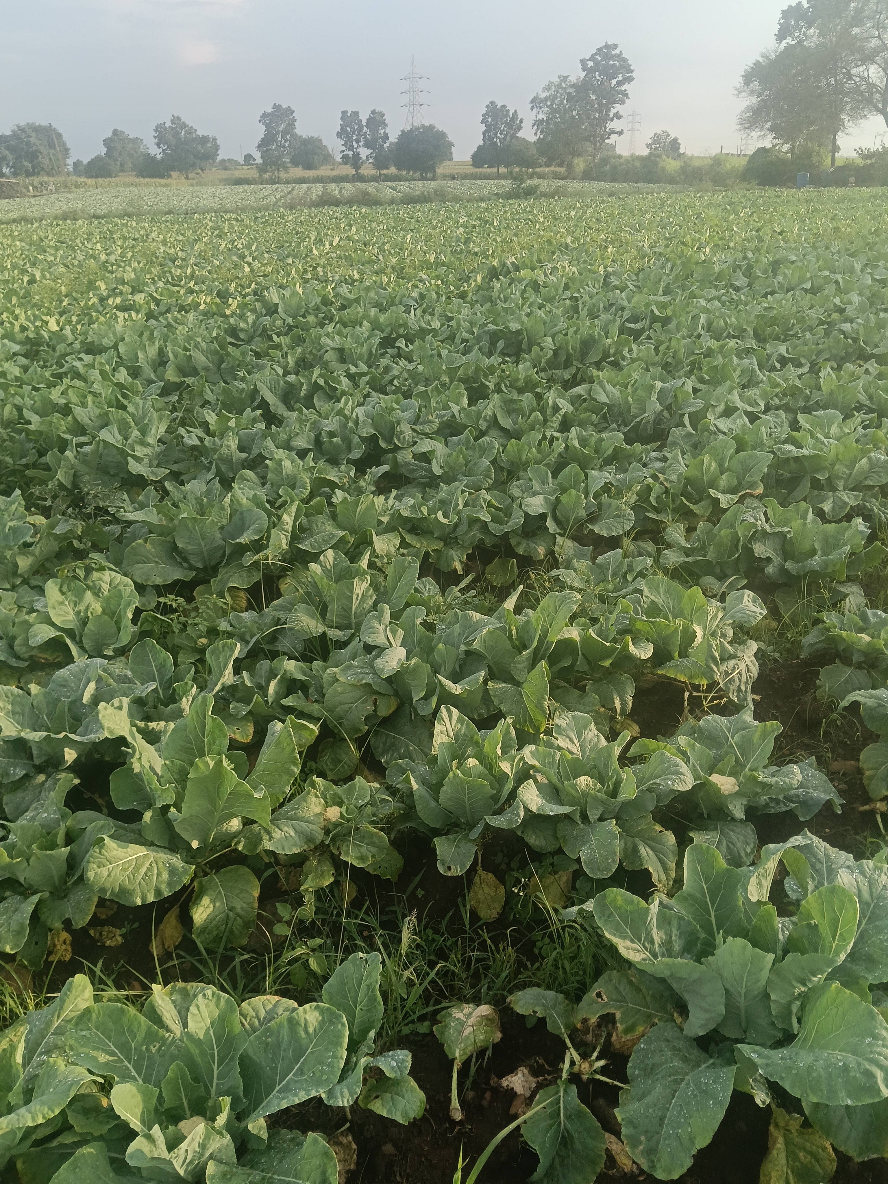 Early Cauliflower for sale in Chhindwara, Madhya Pradesh