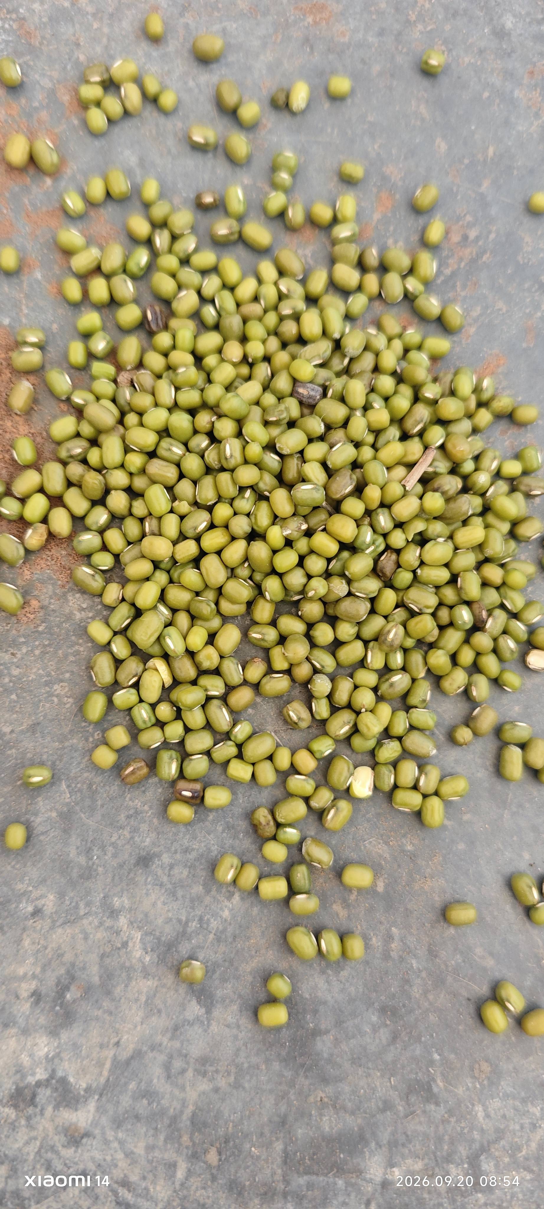 Green Gram (Moong) K851