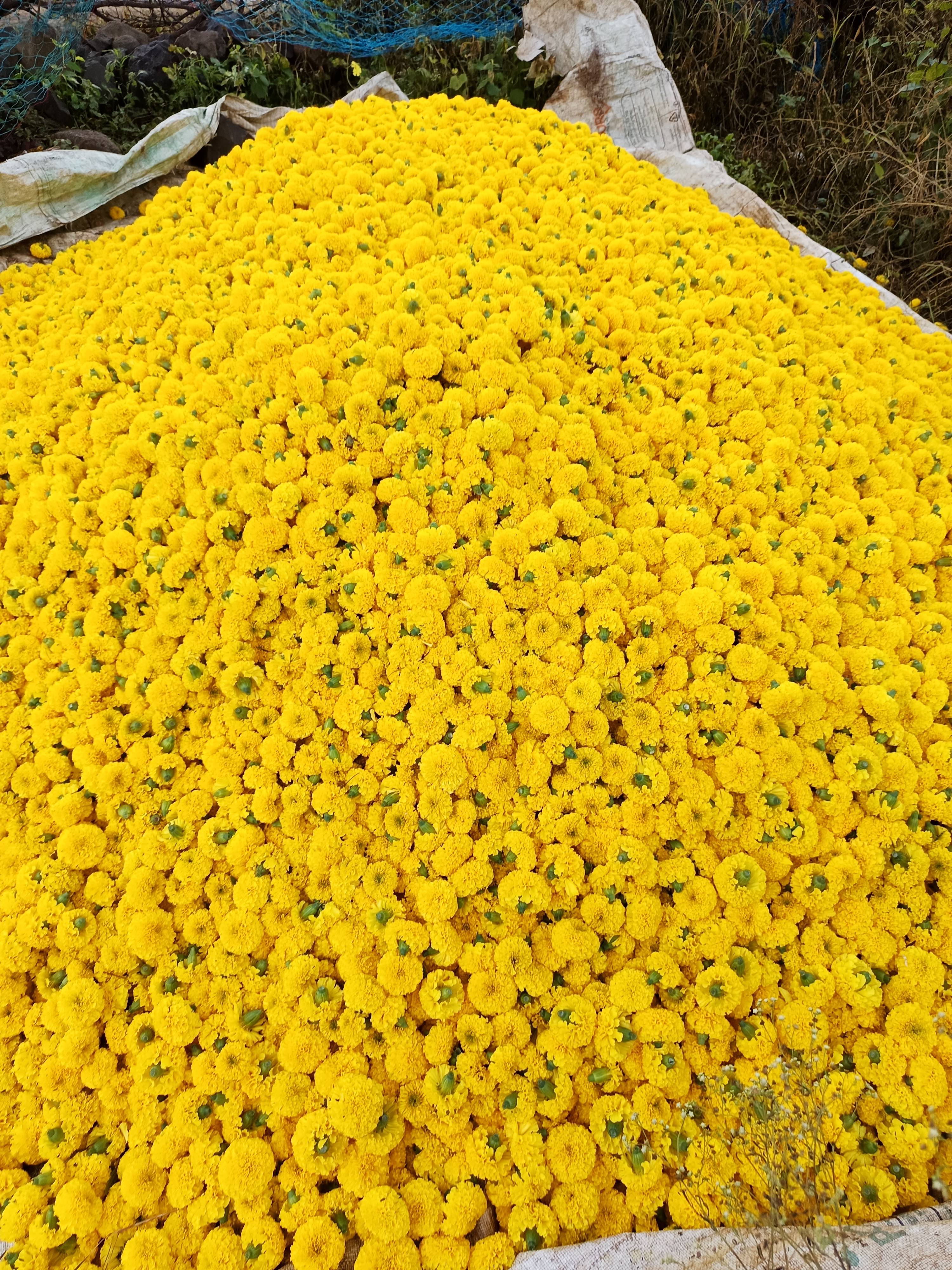 Yellow Marigold विक्रीसाठी, झाबुआ, मध्य प्रदेश