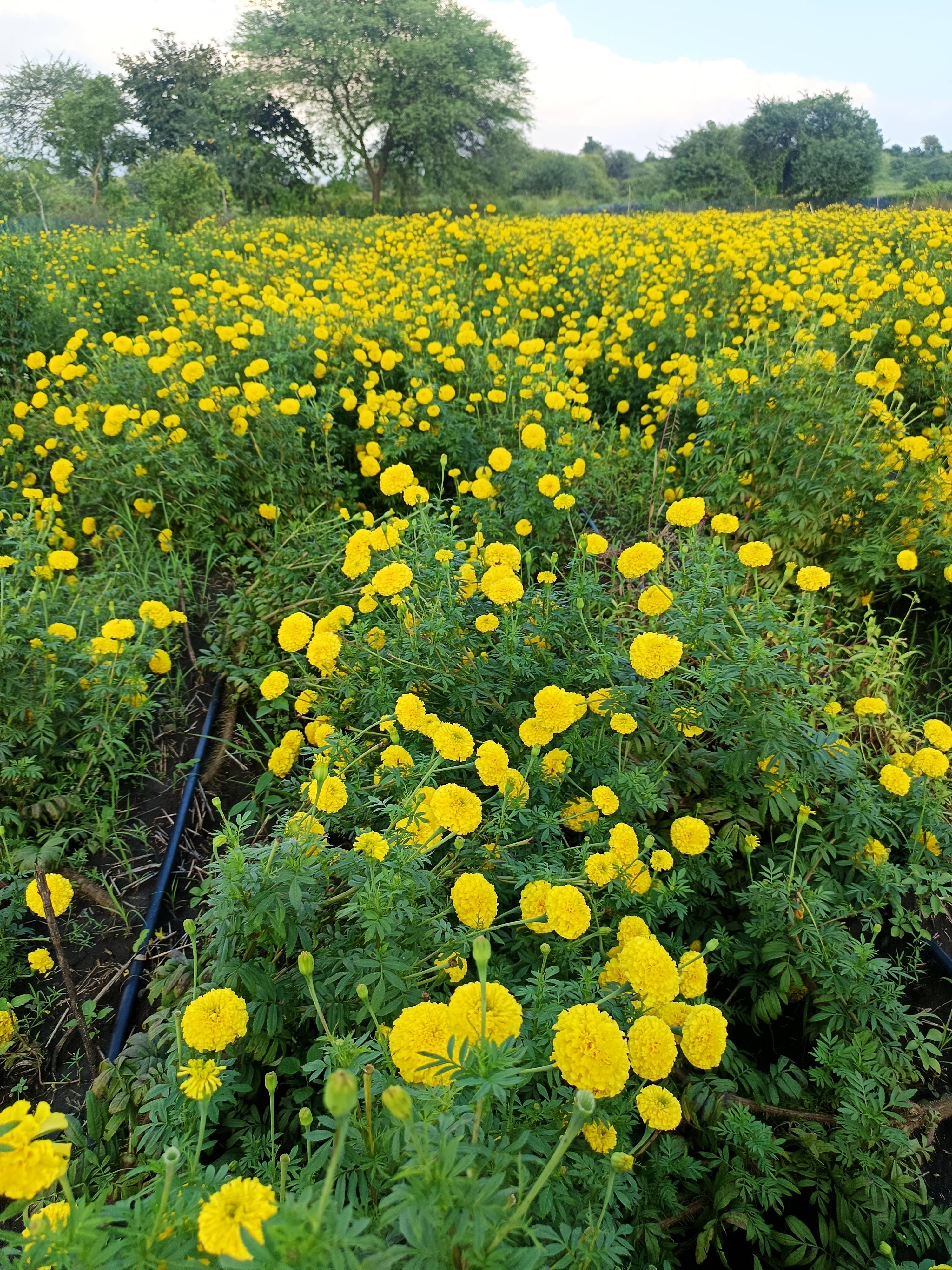 Marigold Yellow Marigold