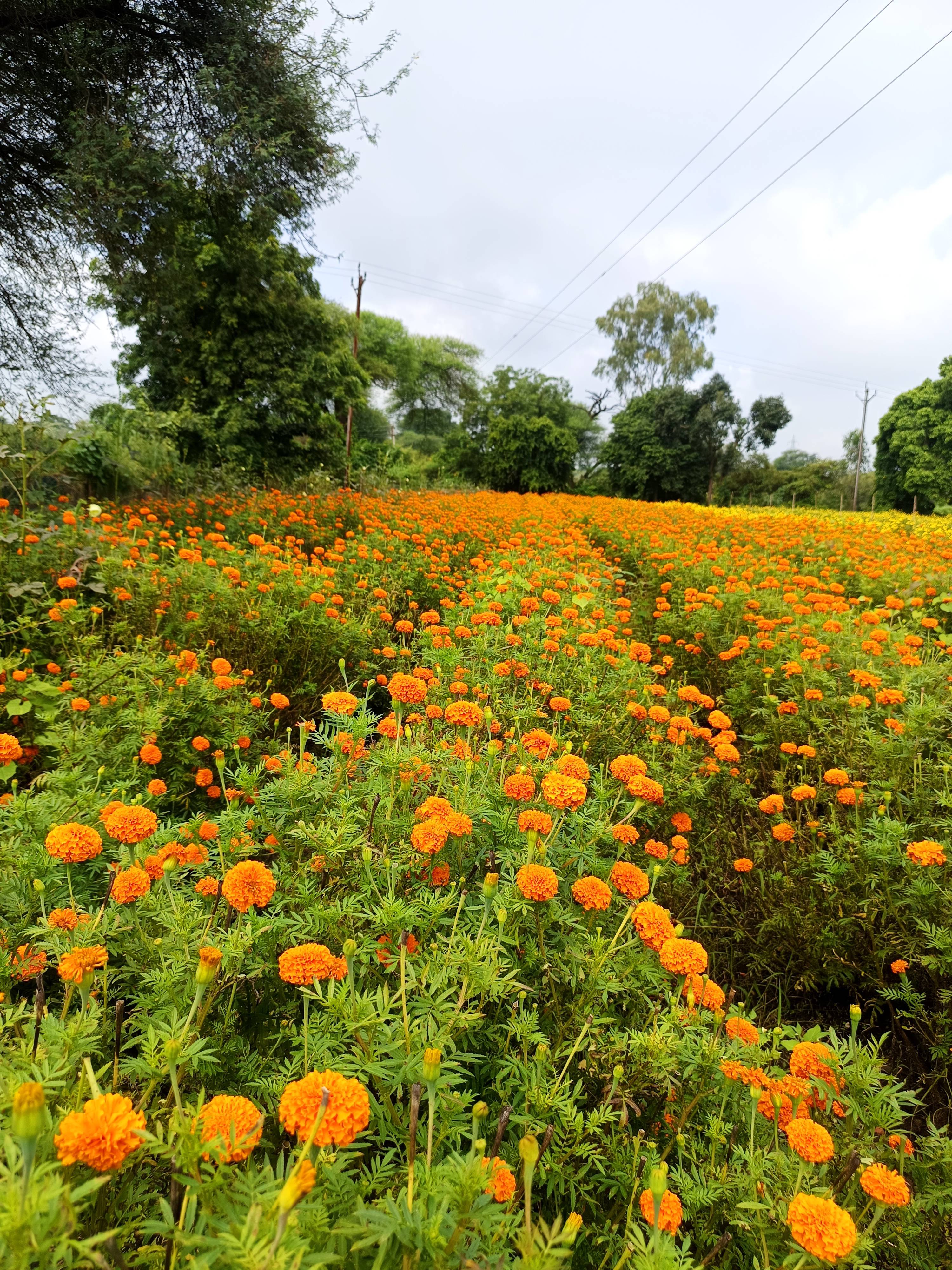 Marigold Orange Marigold