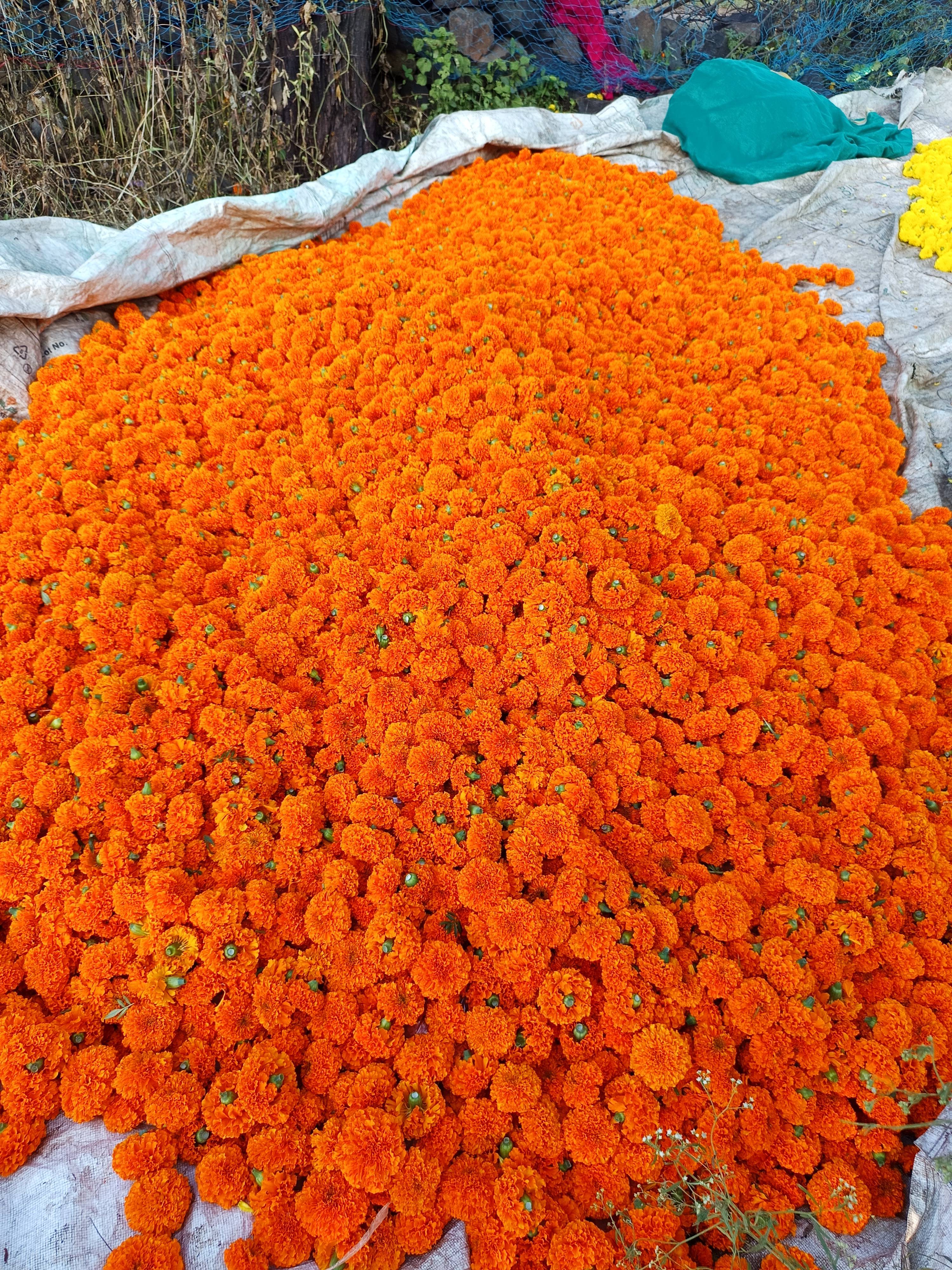 Orange Marigold for sale in Jhabua, Madhya Pradesh