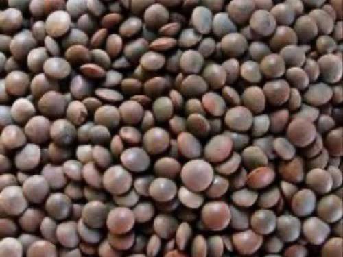 Green Lentils for sale in Ratlam, Madhya Pradesh