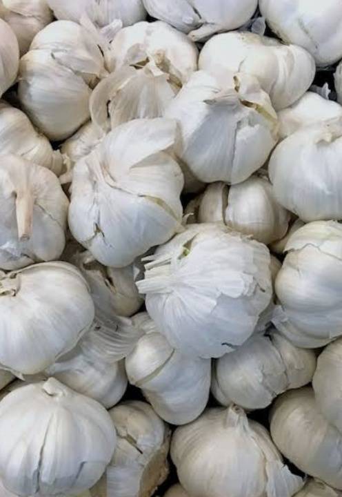 White Garlic for sale in Sagar, Madhya Pradesh