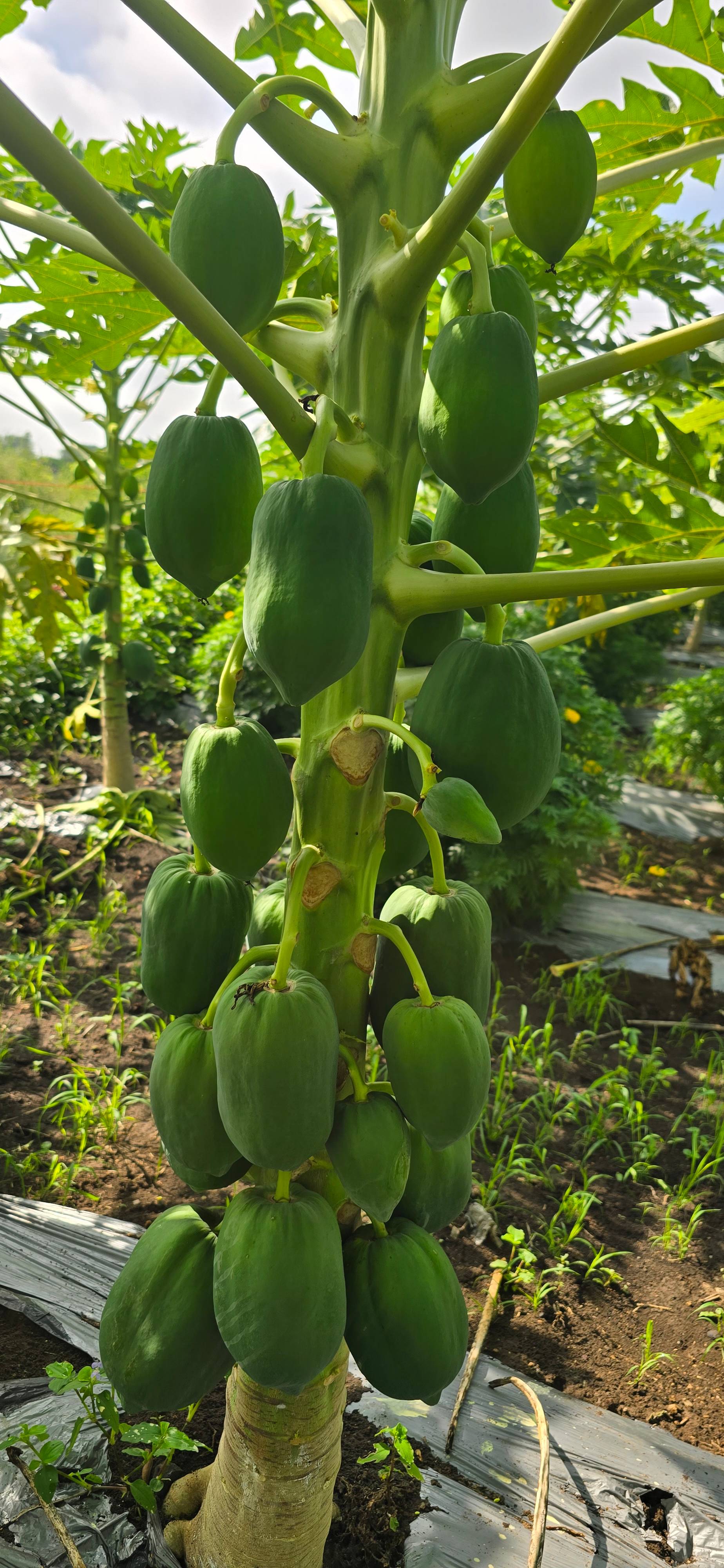 Papaya Taiwan Papaya