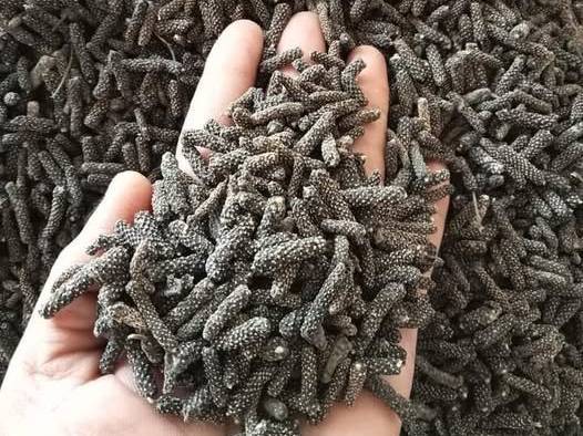 Long Pepper (Pippali) Indian Long Pepper