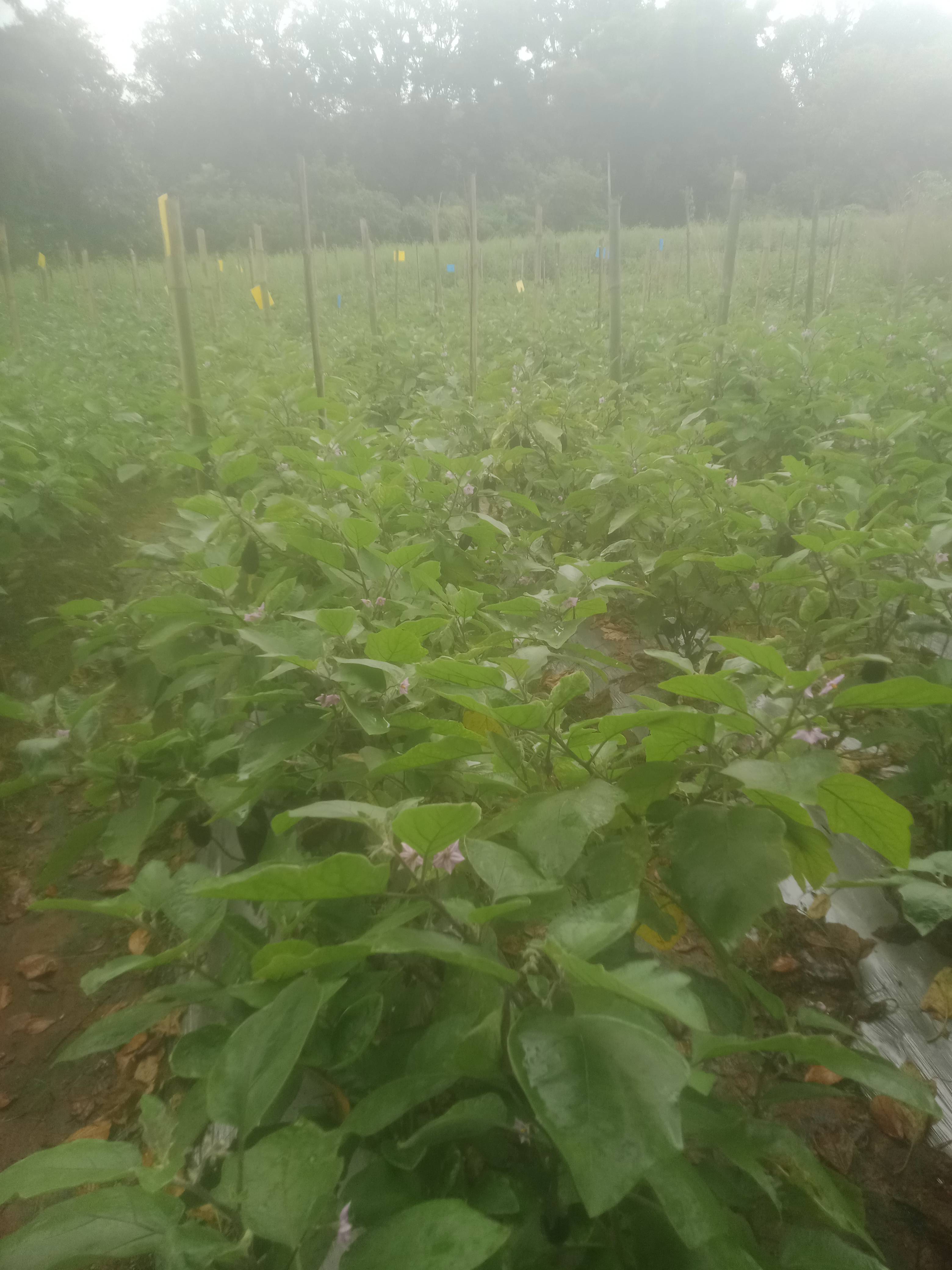 वांगी Long Brinjal
