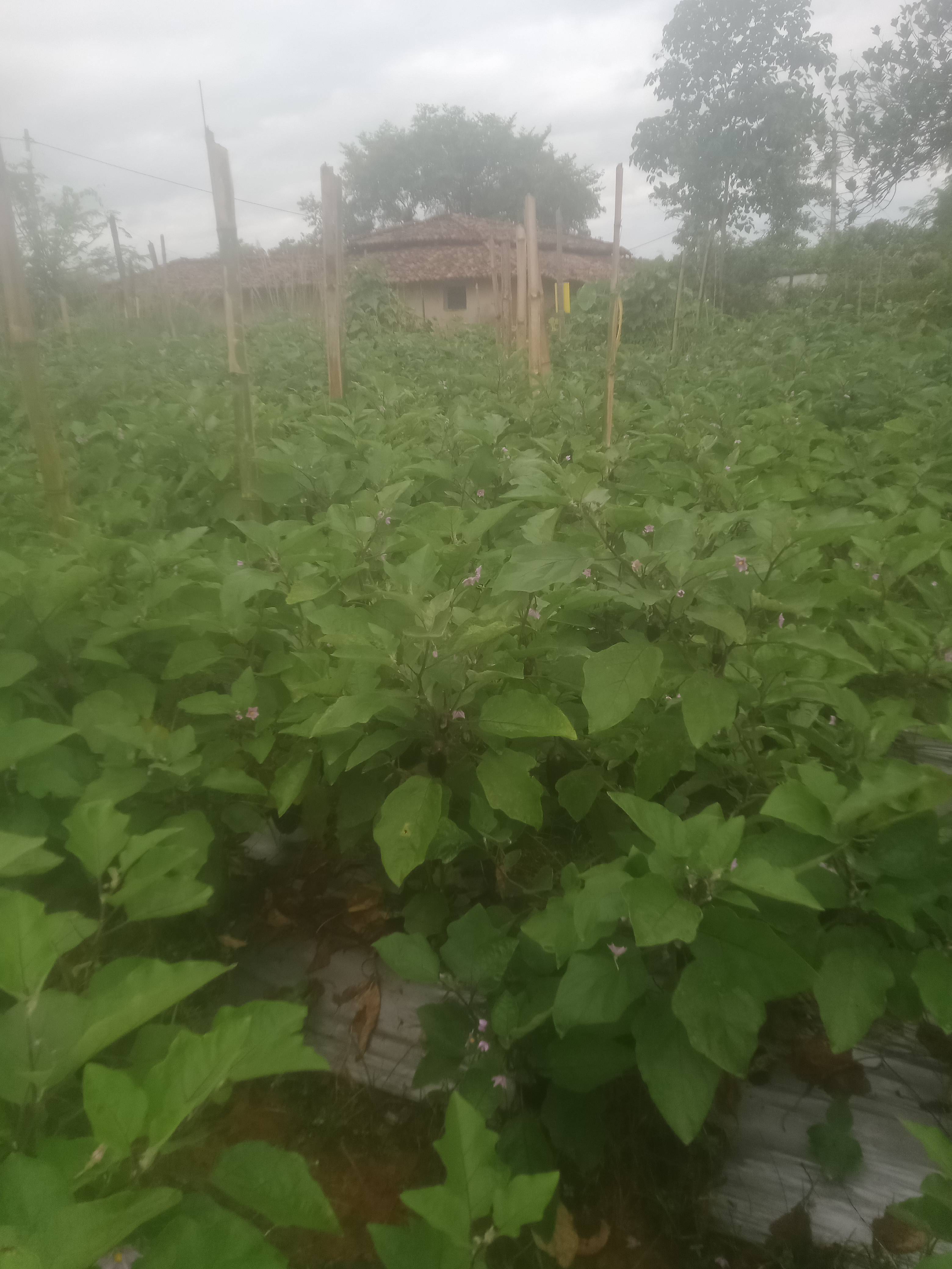 Long Brinjal for sale in Surguja, Chhattisgarh