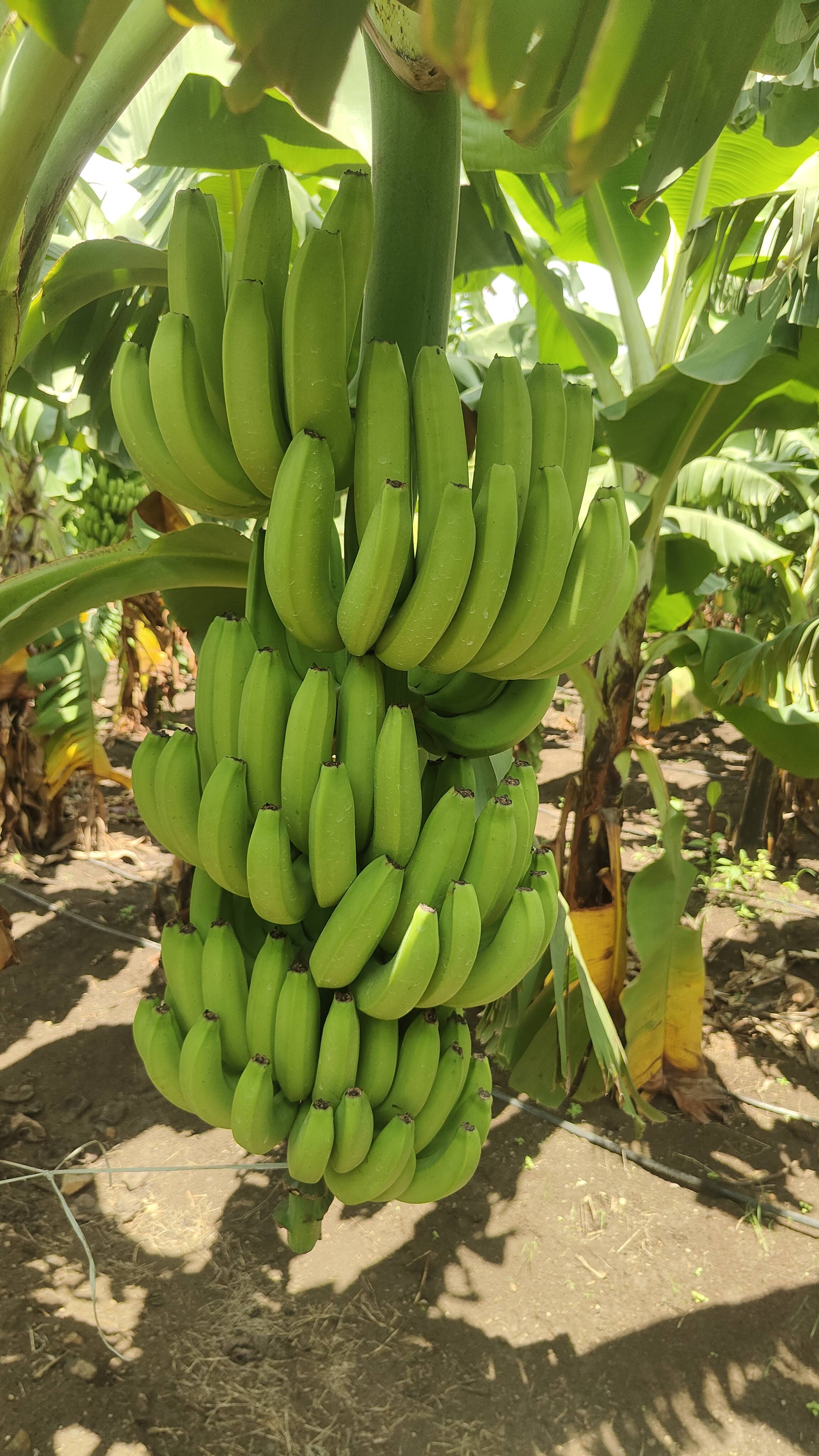 Banana Grand Naine (G9) Banana