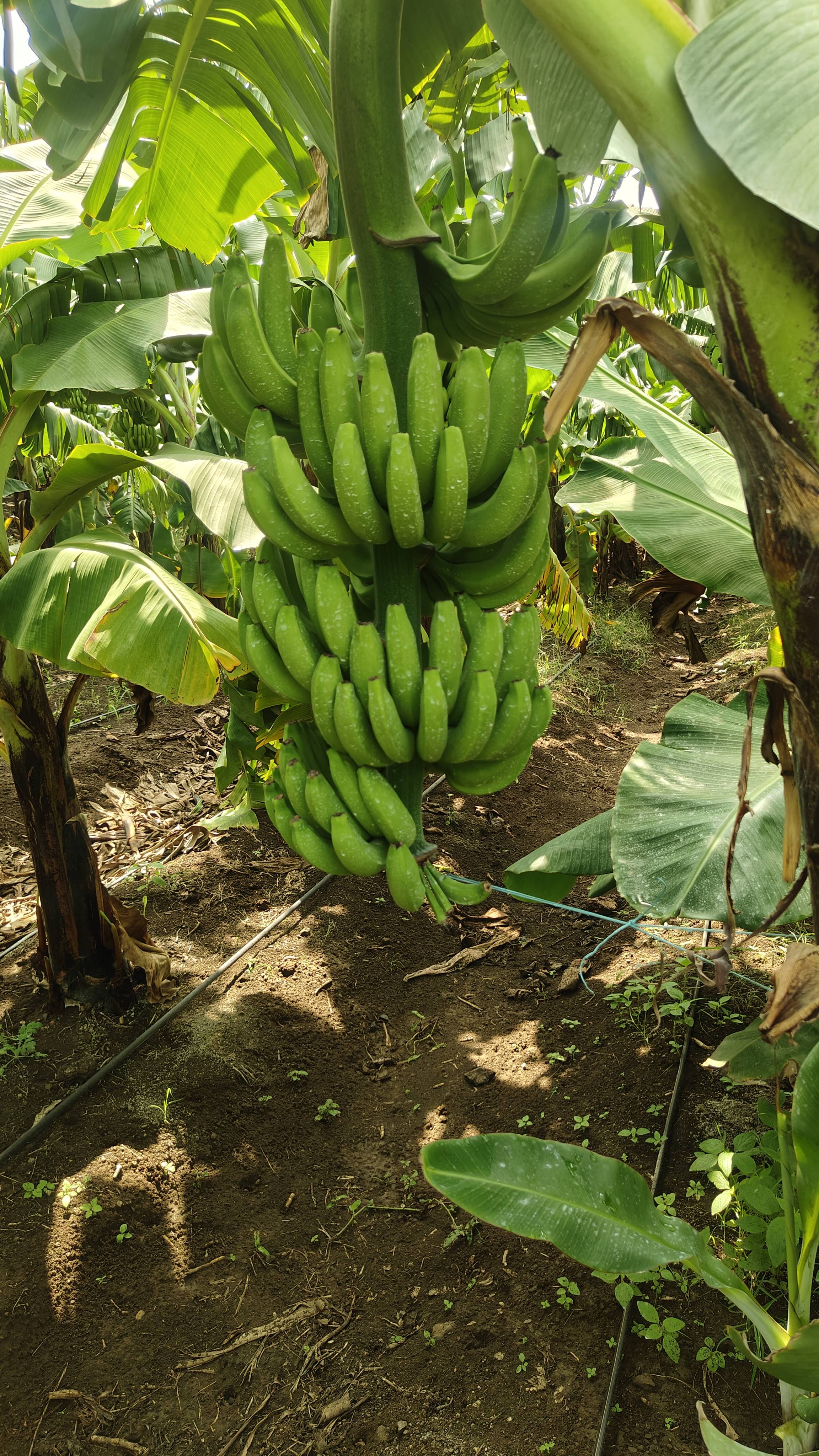Grand Naine (G9) Banana बिक्री के लिए, लातूर, महाराष्ट्र