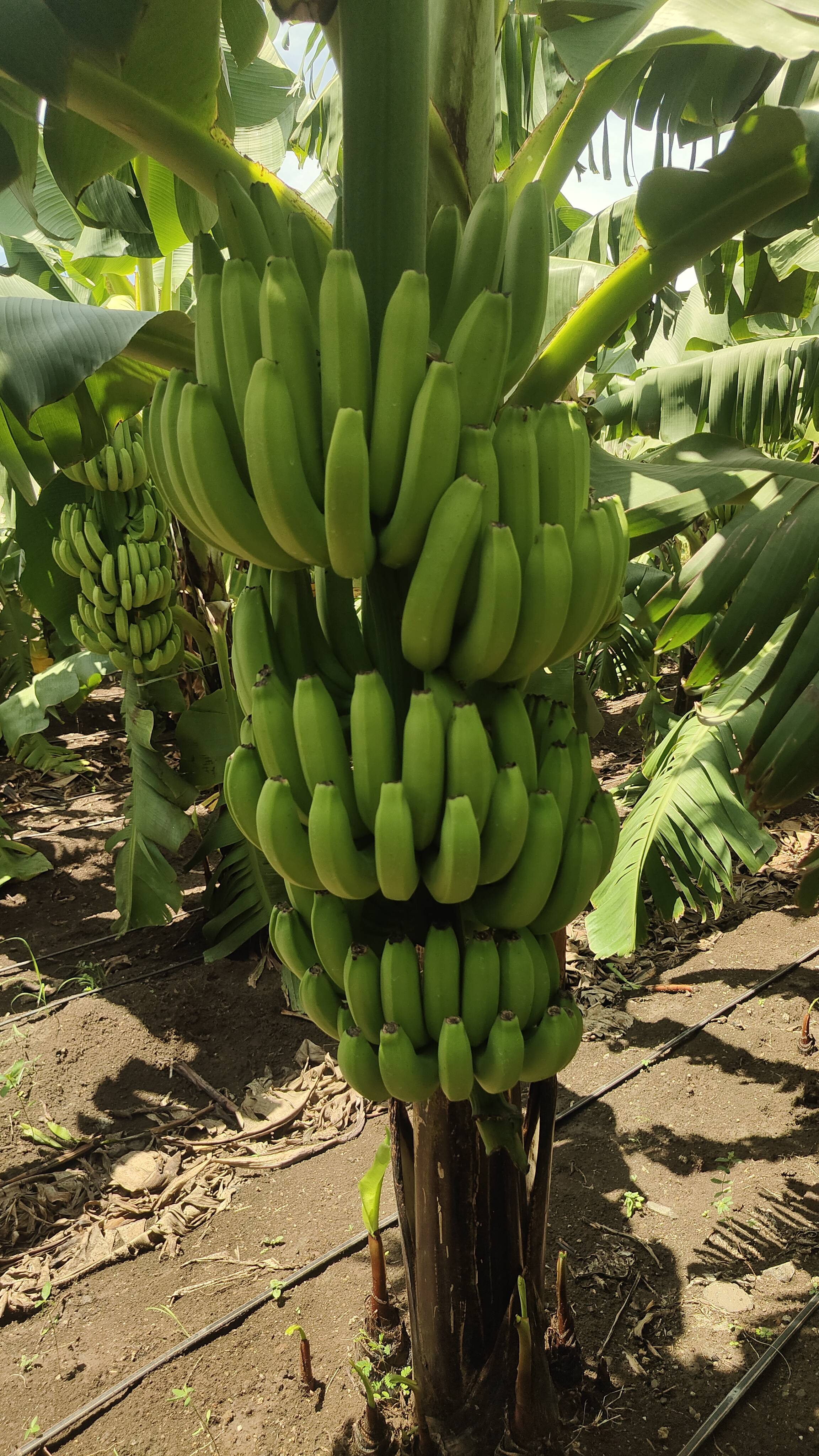 Grand Naine (G9) Banana बिक्री के लिए, लातूर, महाराष्ट्र
