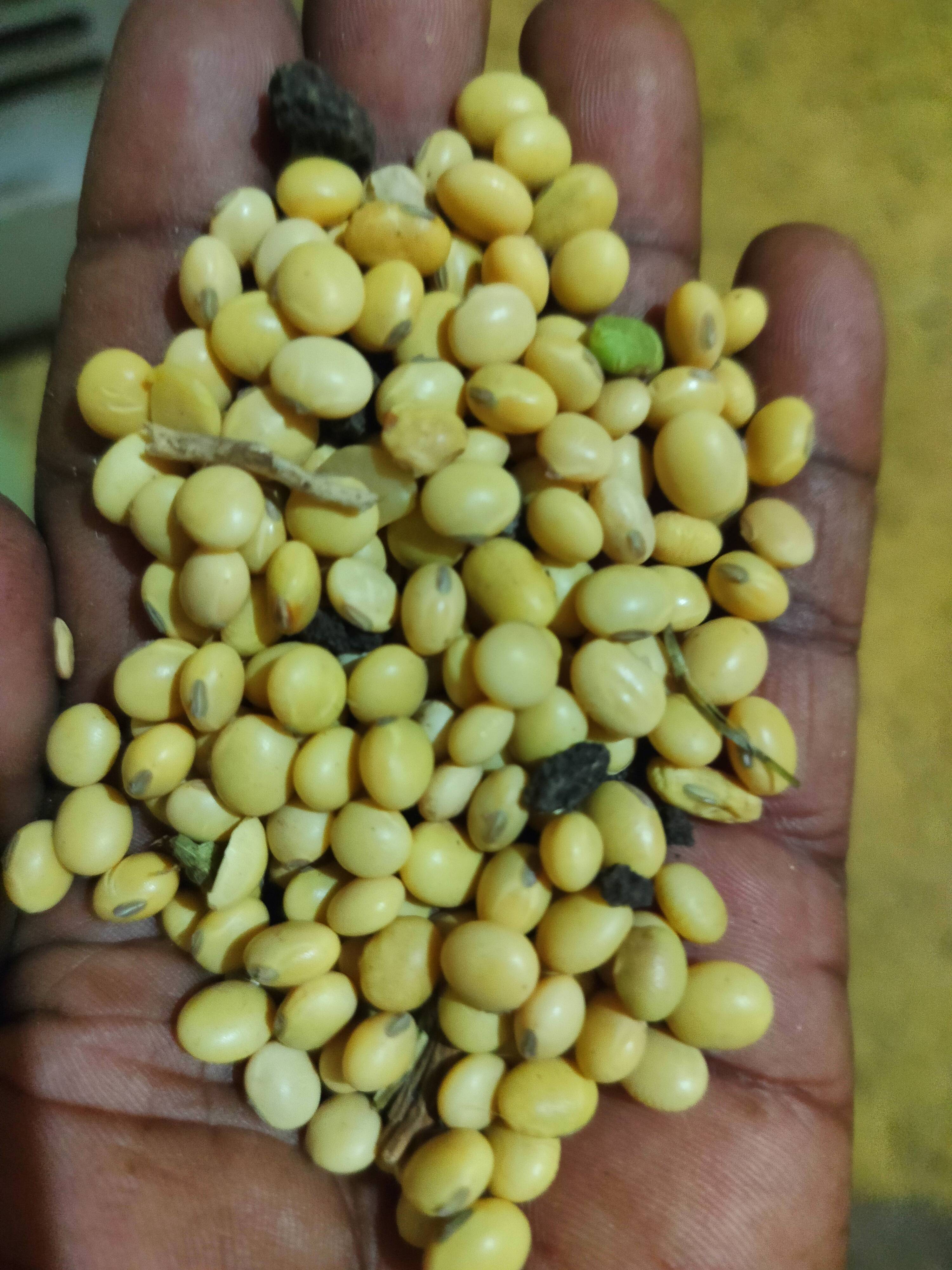 Yellow Soybean बिक्री के लिए, धार, मध्य प्रदेश