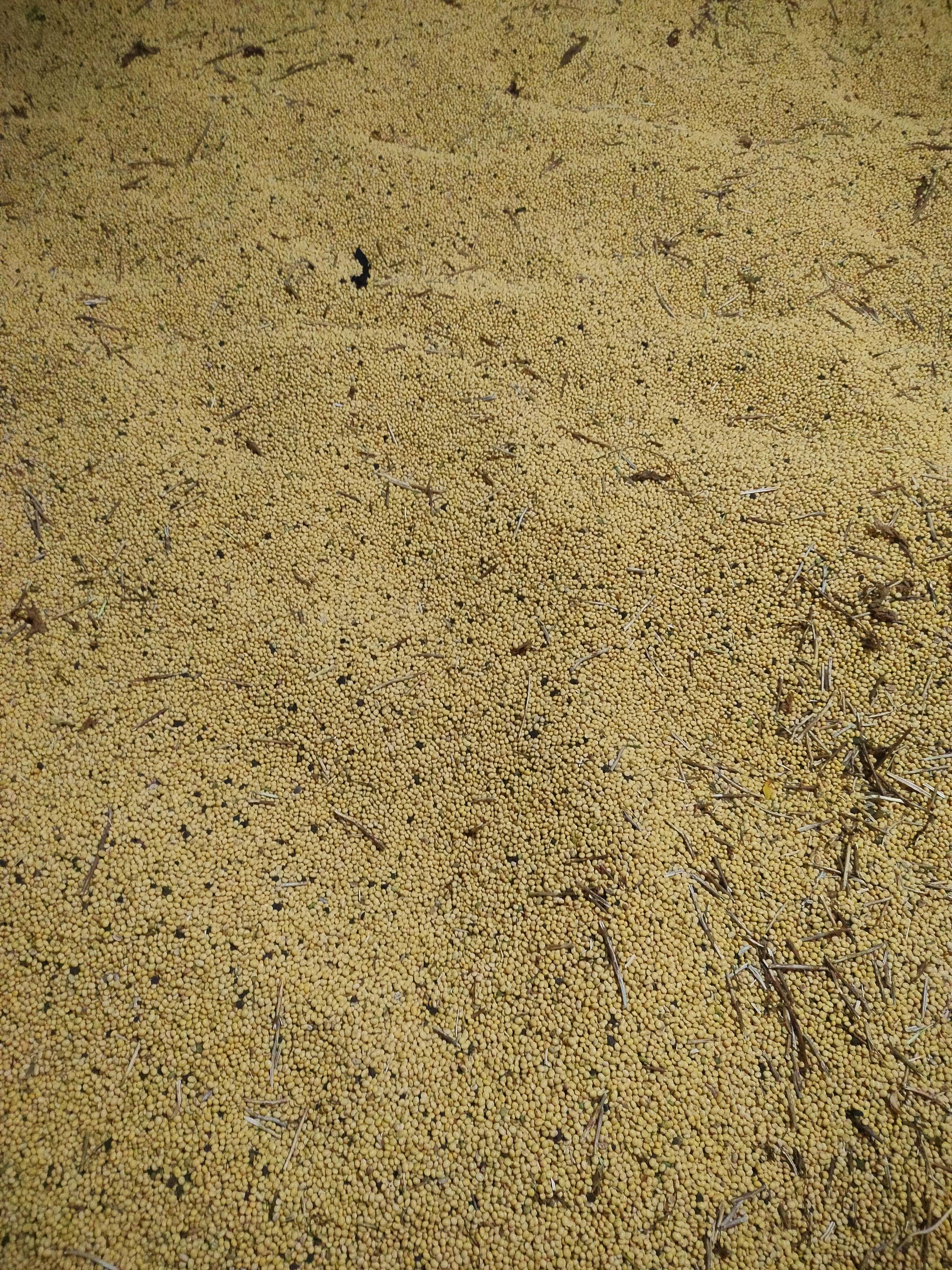 Soyabean Yellow Soybean