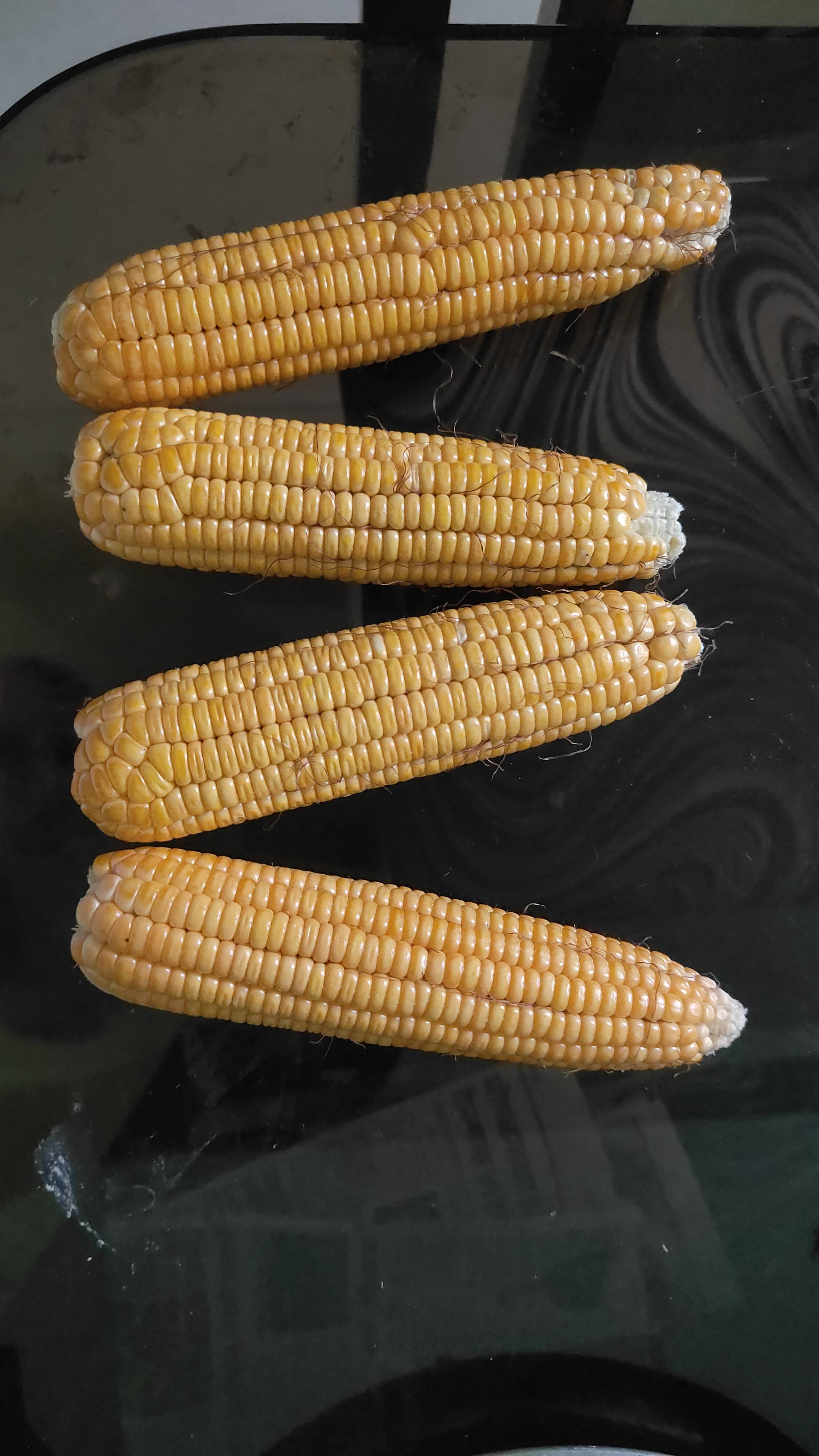 Dent Corn विक्रीसाठी, नंदुरबार, महाराष्ट्र