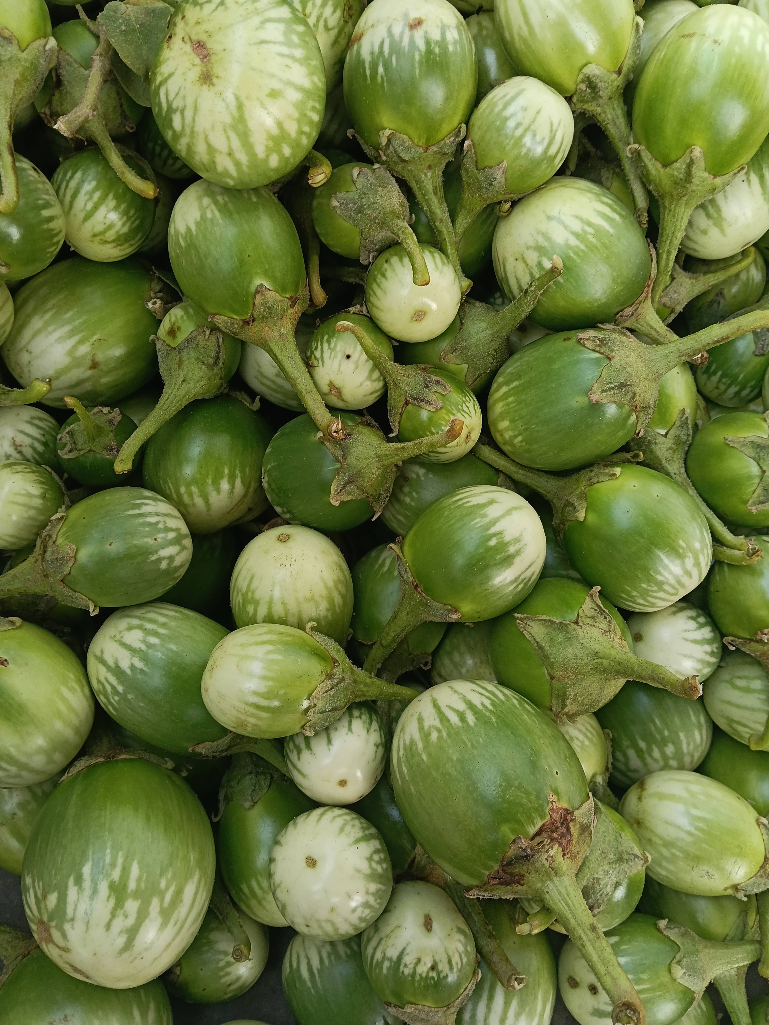 Round Brinjal for sale in Chhindwara, Madhya Pradesh