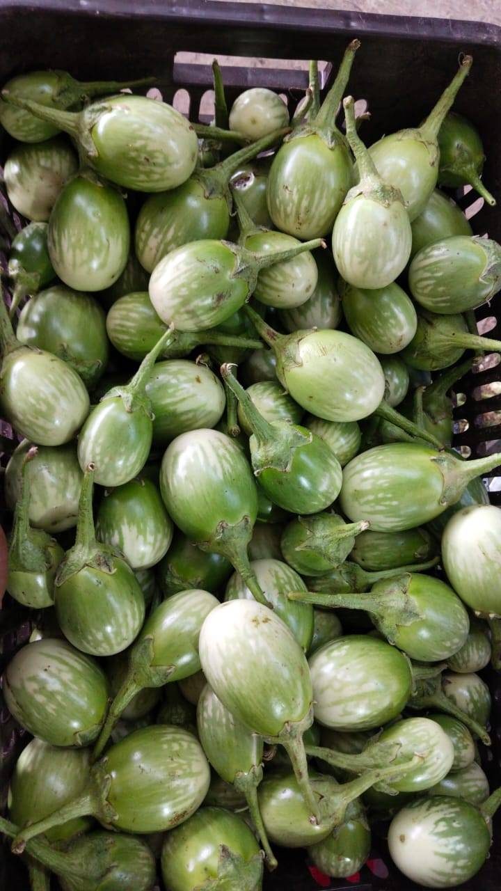 Round Brinjal for sale in Chhindwara, Madhya Pradesh