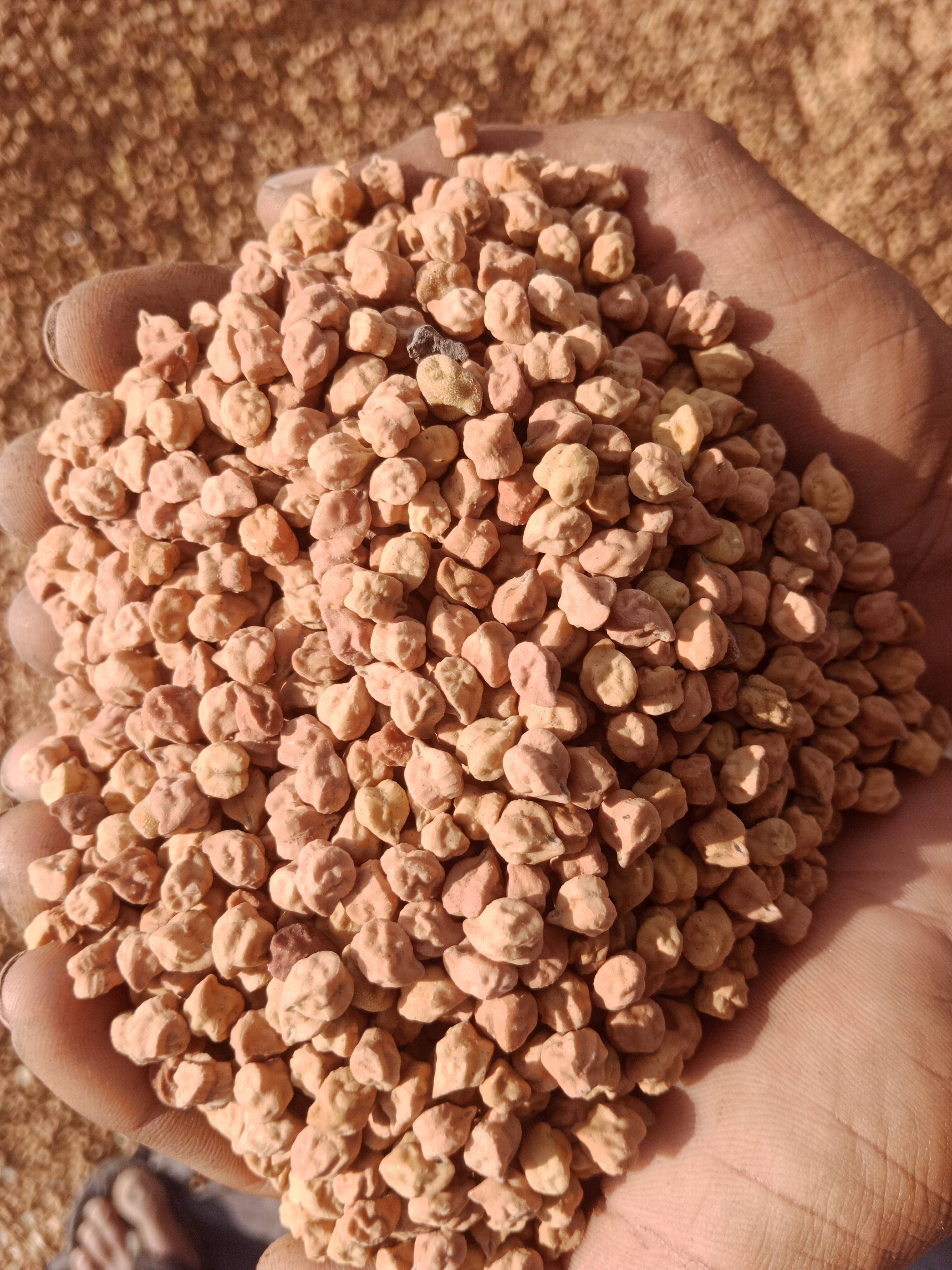 Chickpeas (Chana) Desi Chickpeas