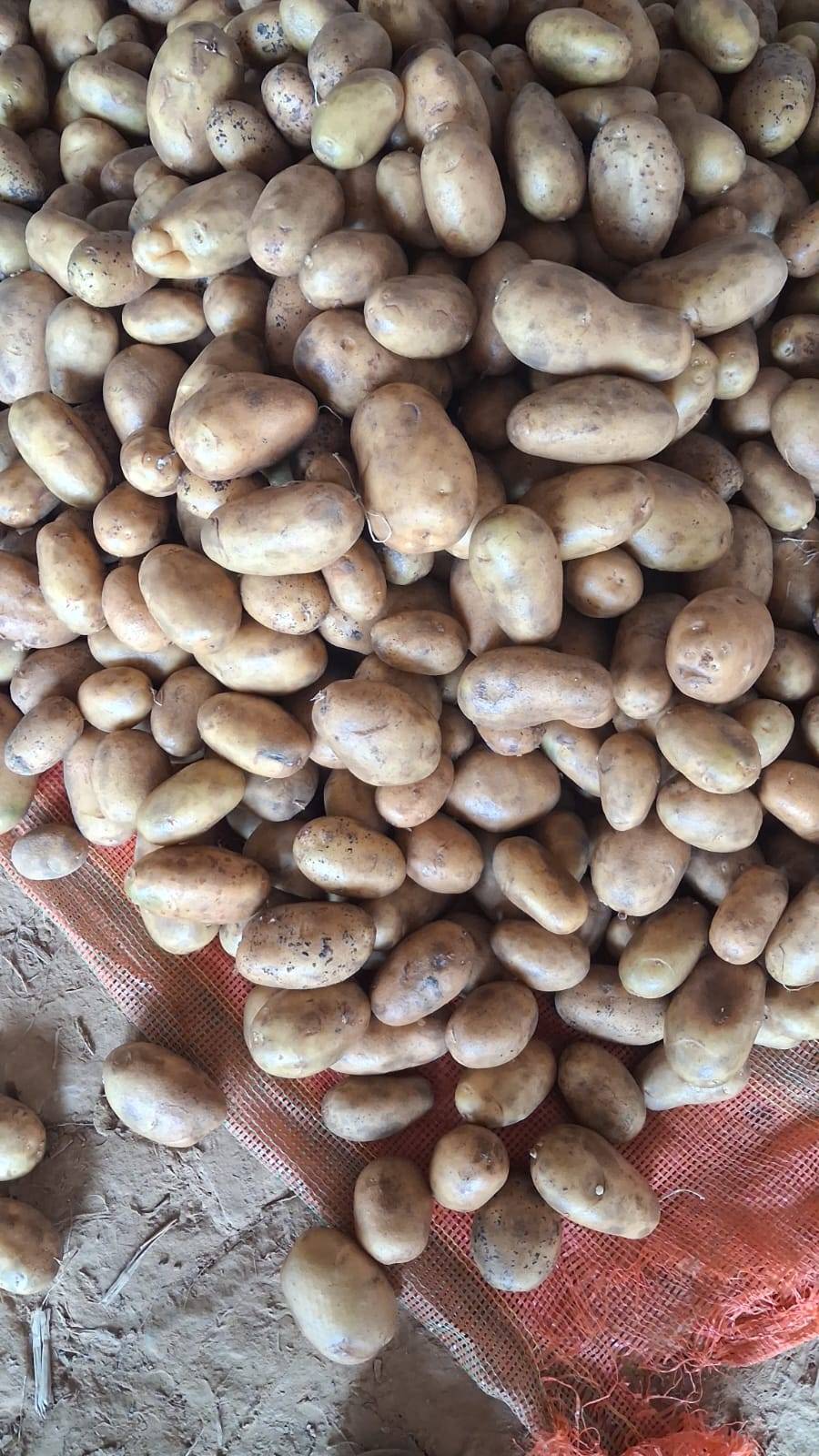 Kufri Bahar विक्रीसाठी, बुलंदशहर, उत्तर प्रदेश