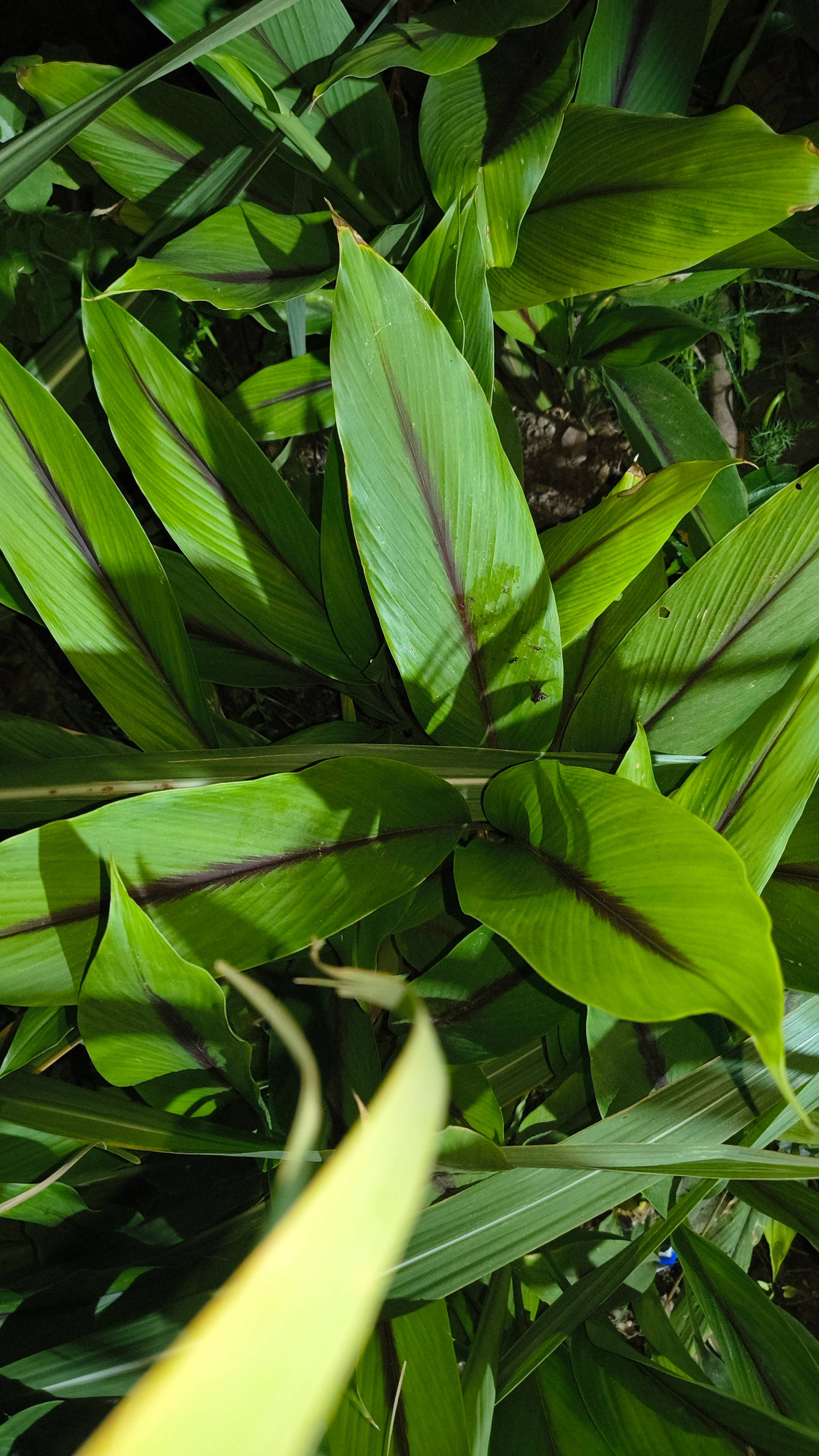 Black Turmeric Plants बिक्री के लिए, पुणे, महाराष्ट्र