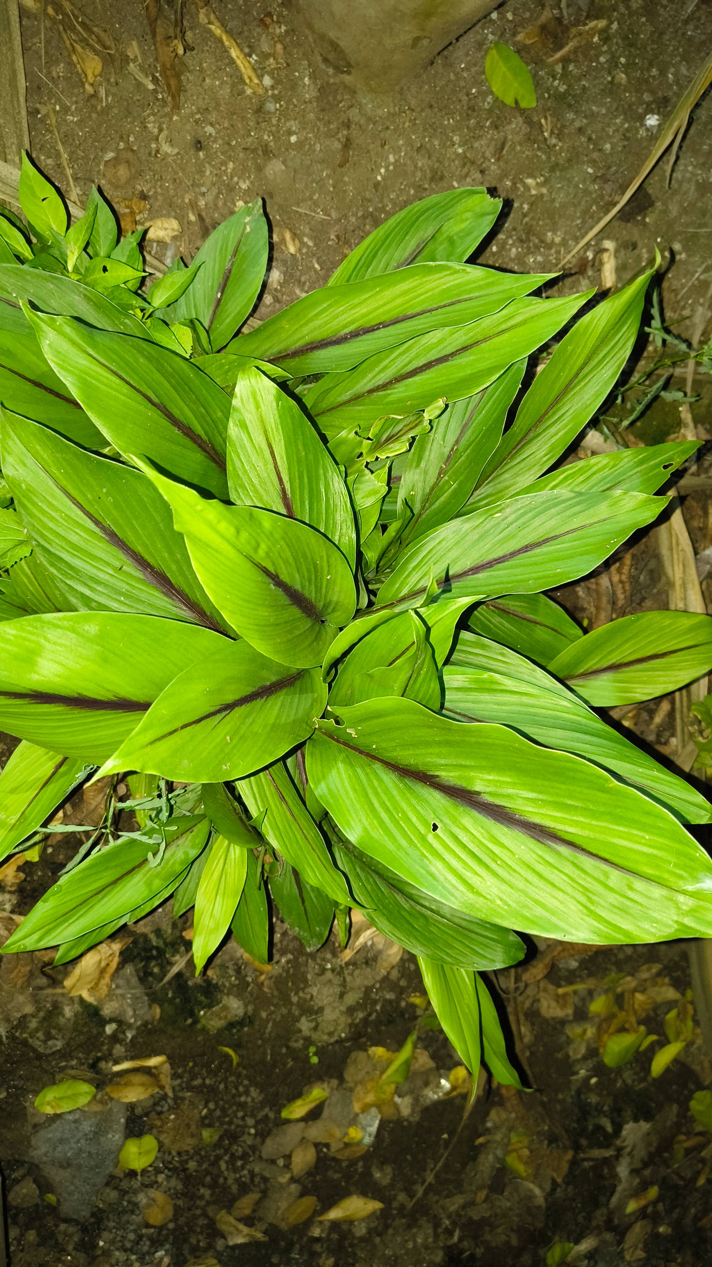 औषधी आणि हर्बल वनस्पती Black Turmeric Plants