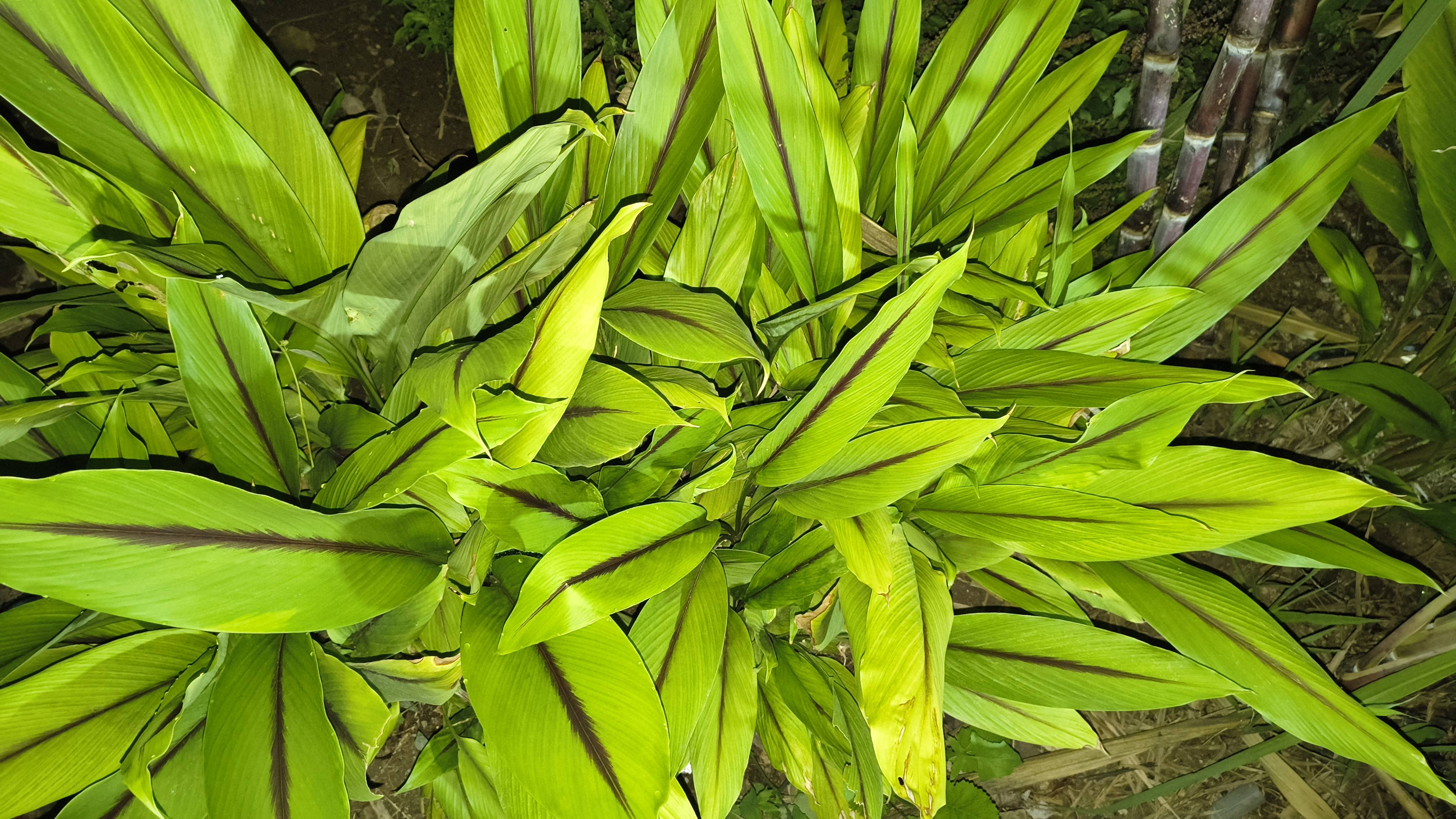 Black Turmeric Plants बिक्री के लिए, पुणे, महाराष्ट्र
