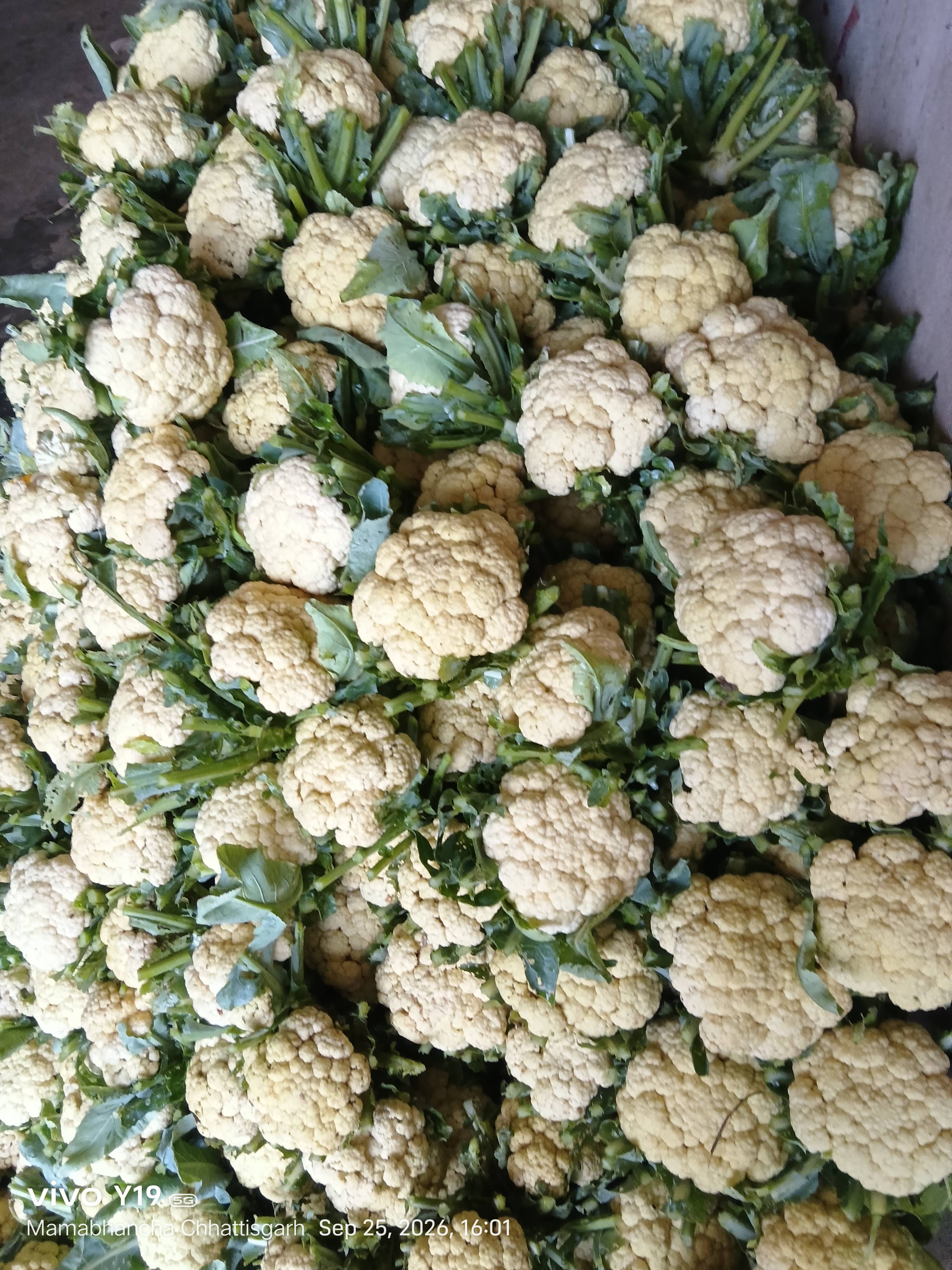 Early Cauliflower for sale in Mahasamund, Chhattisgarh