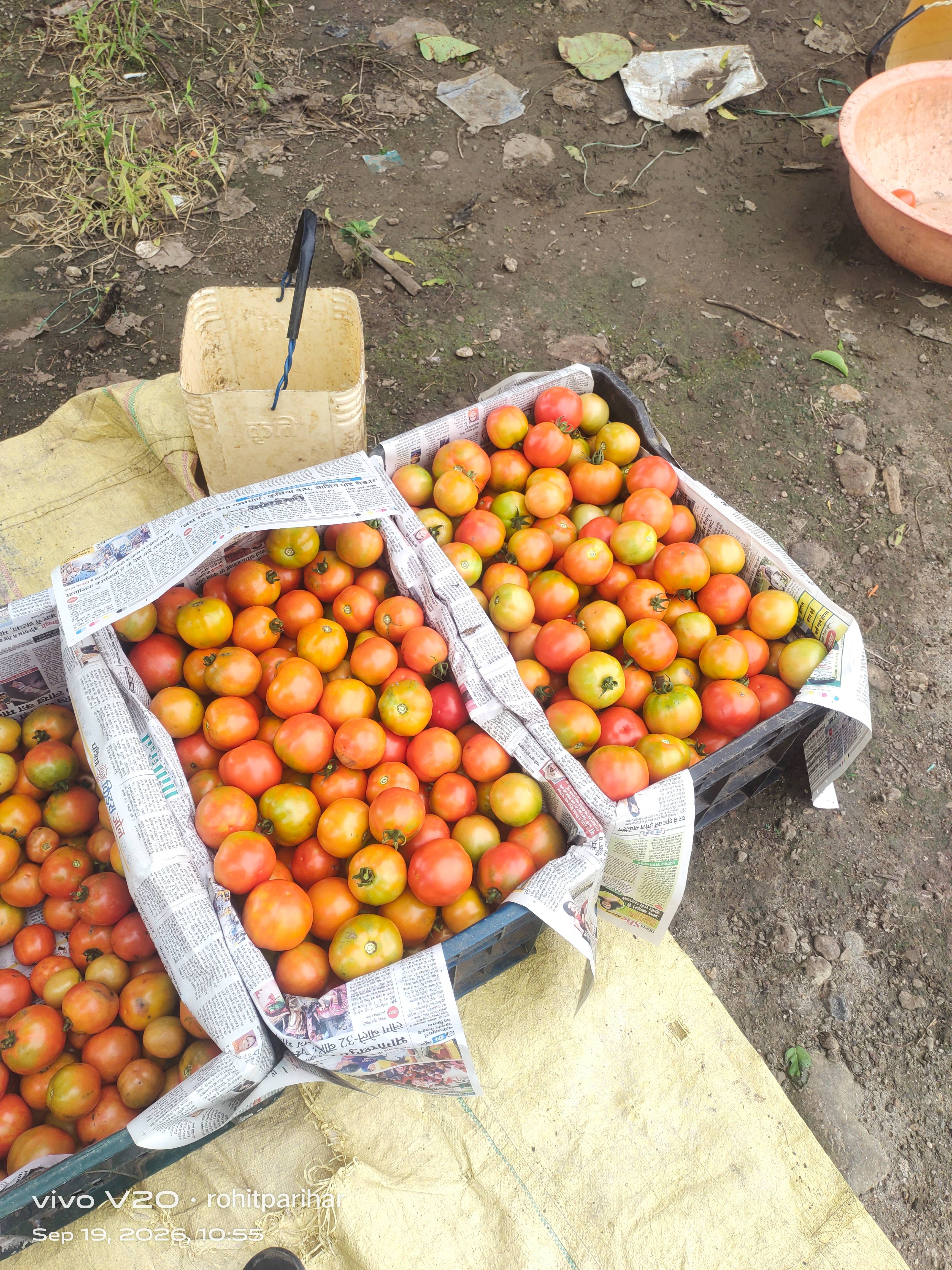Saaho Tomato for sale in West Nimar, Madhya Pradesh