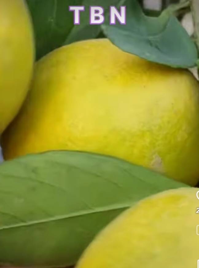 Sweet Lime (Mosambi) Malta