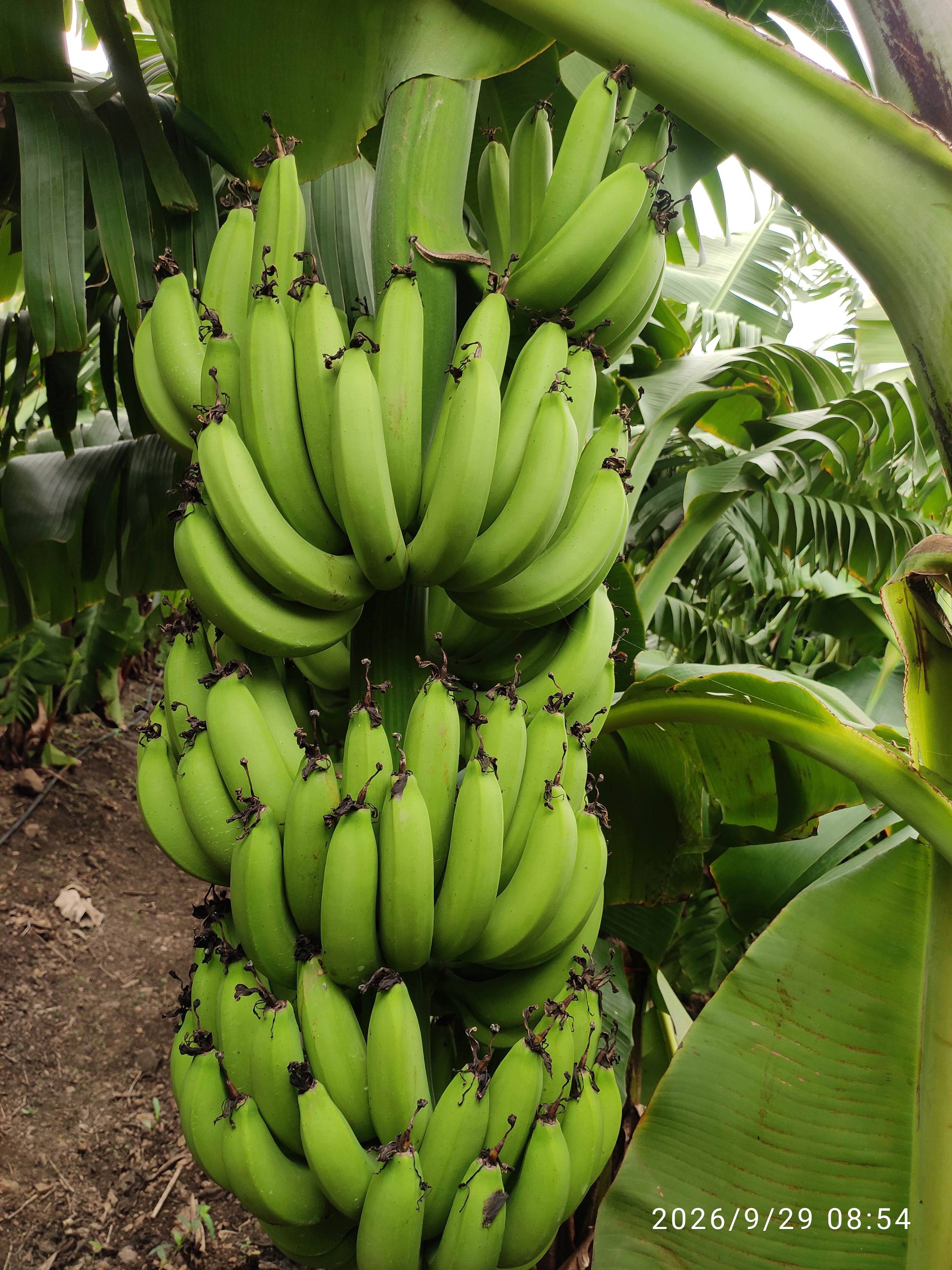 Banana Grand Naine (G9) Banana