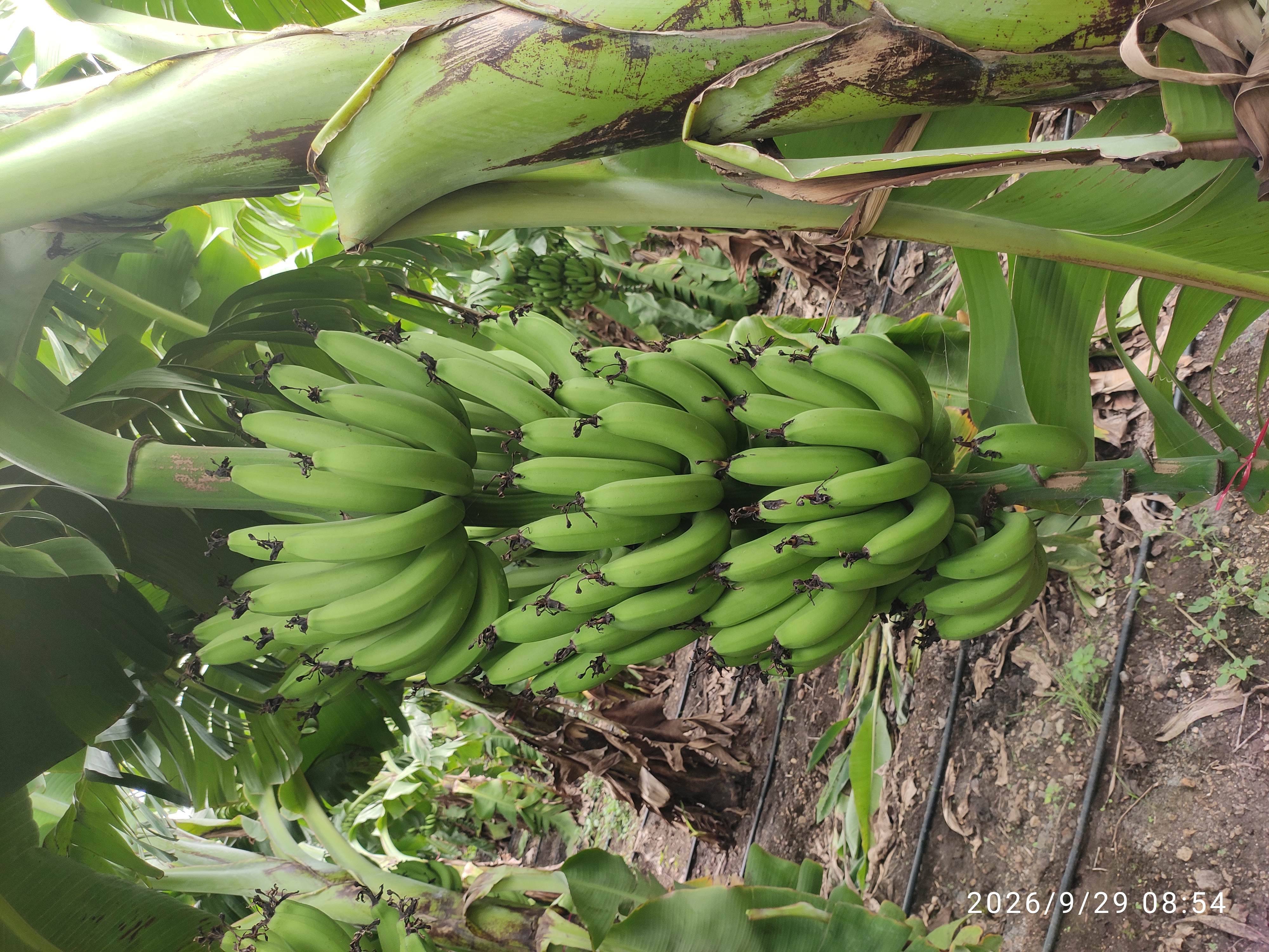 Grand Naine (G9) Banana बिक्री के लिए, पुणे, महाराष्ट्र
