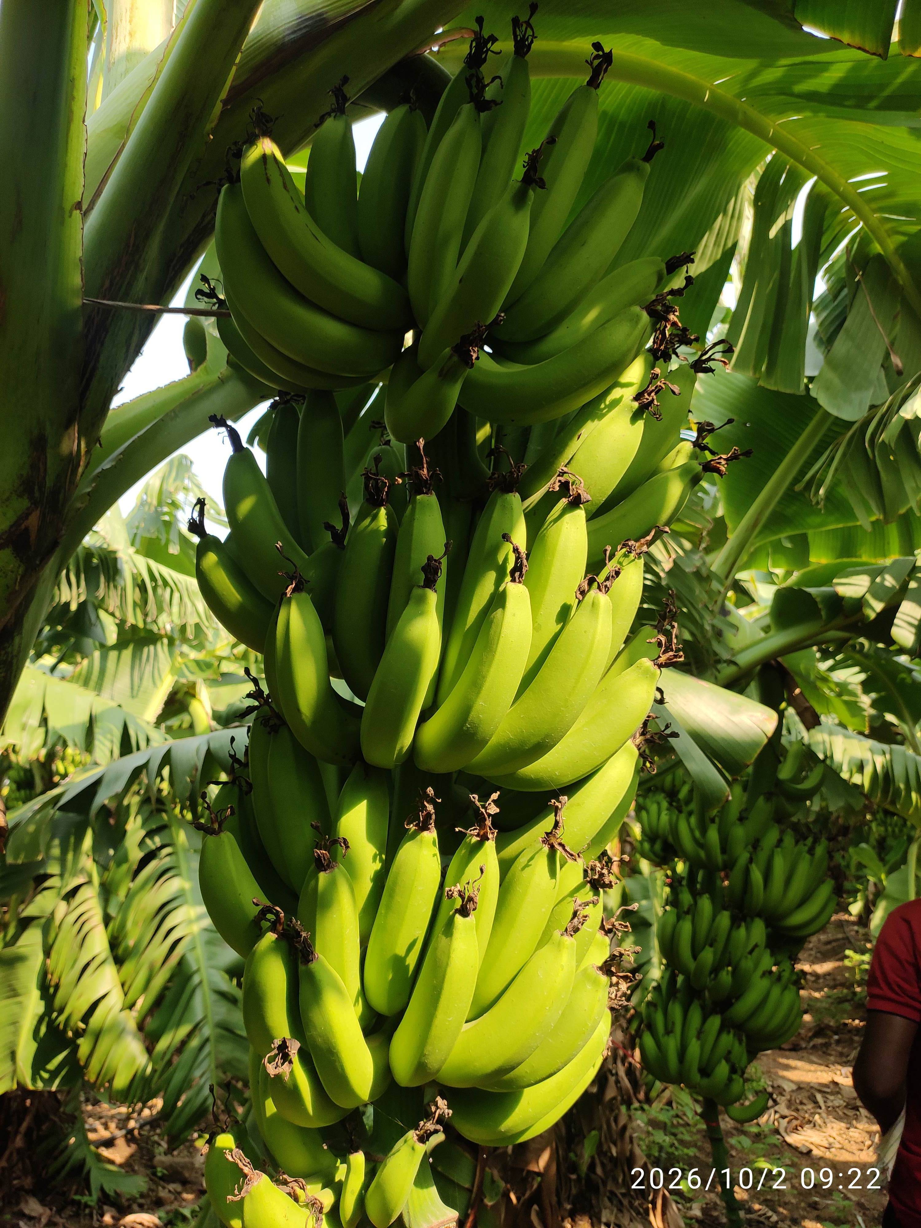 Grand Naine (G9) Banana बिक्री के लिए, पुणे, महाराष्ट्र