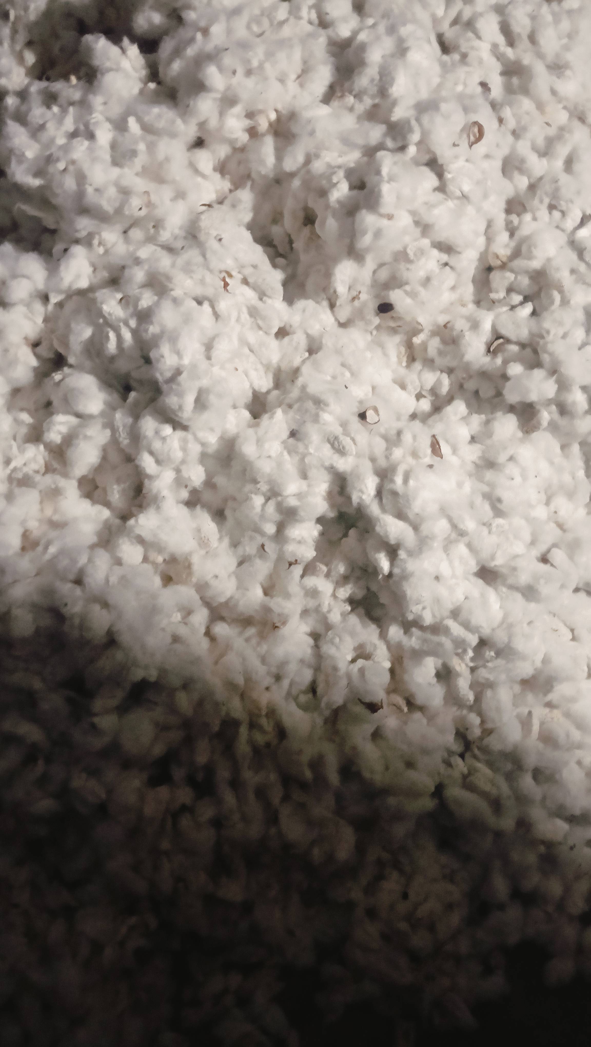 कपास Bt Cotton