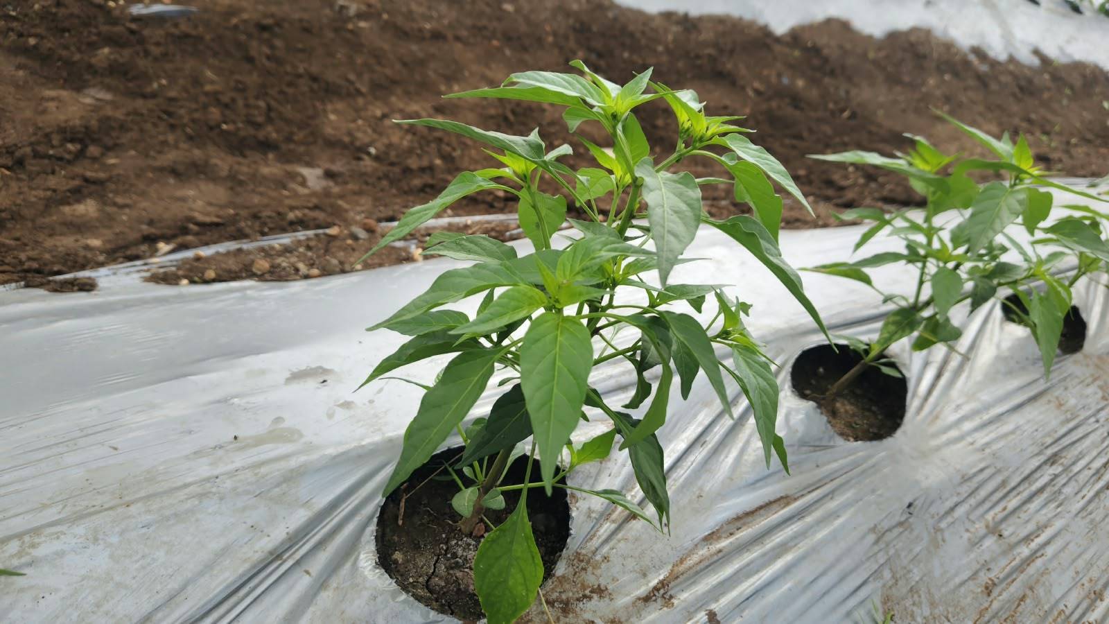 Green Chilli for sale in East Nimar, Madhya Pradesh