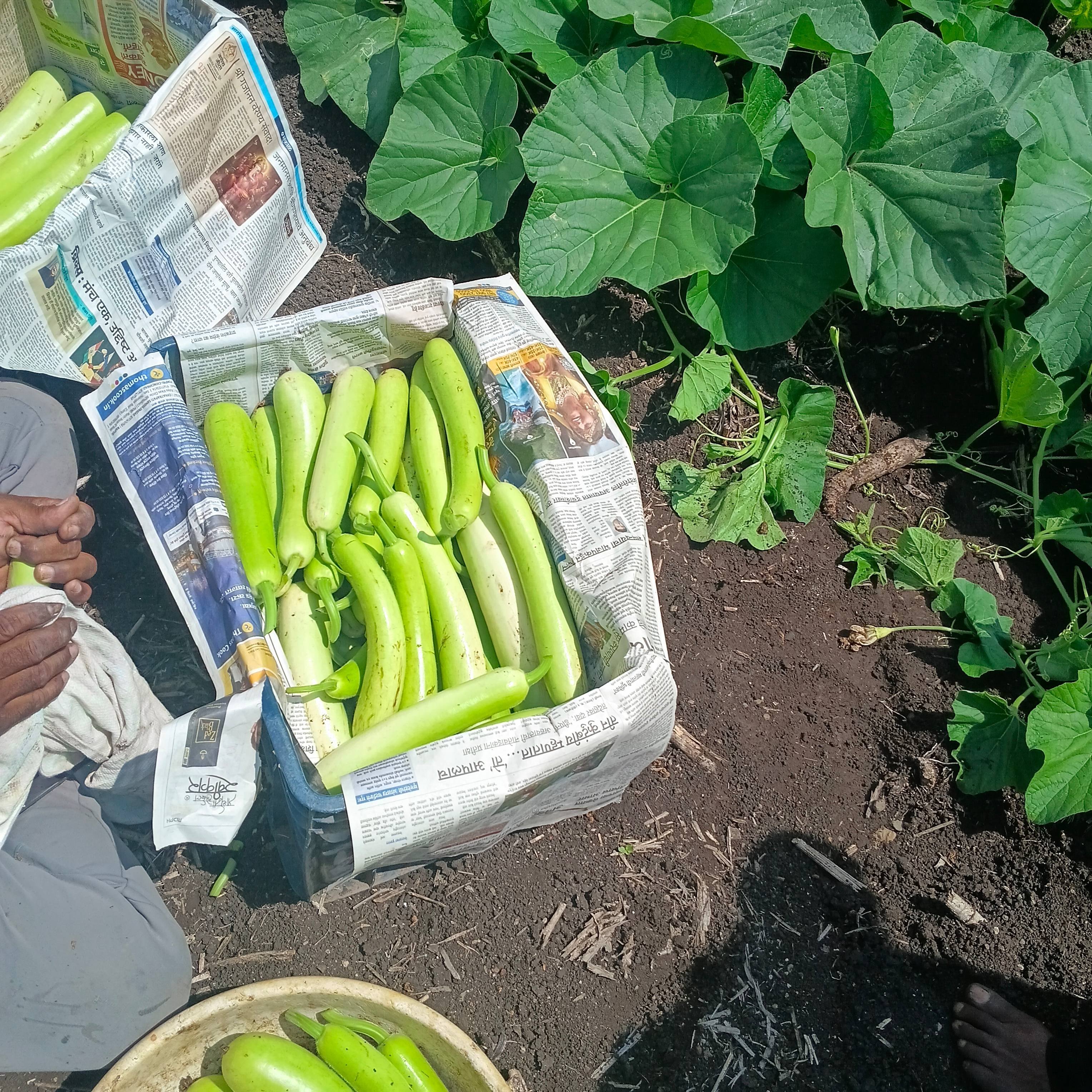Arka Bahar Bottle Gourd for sale in Satara, Maharashtra