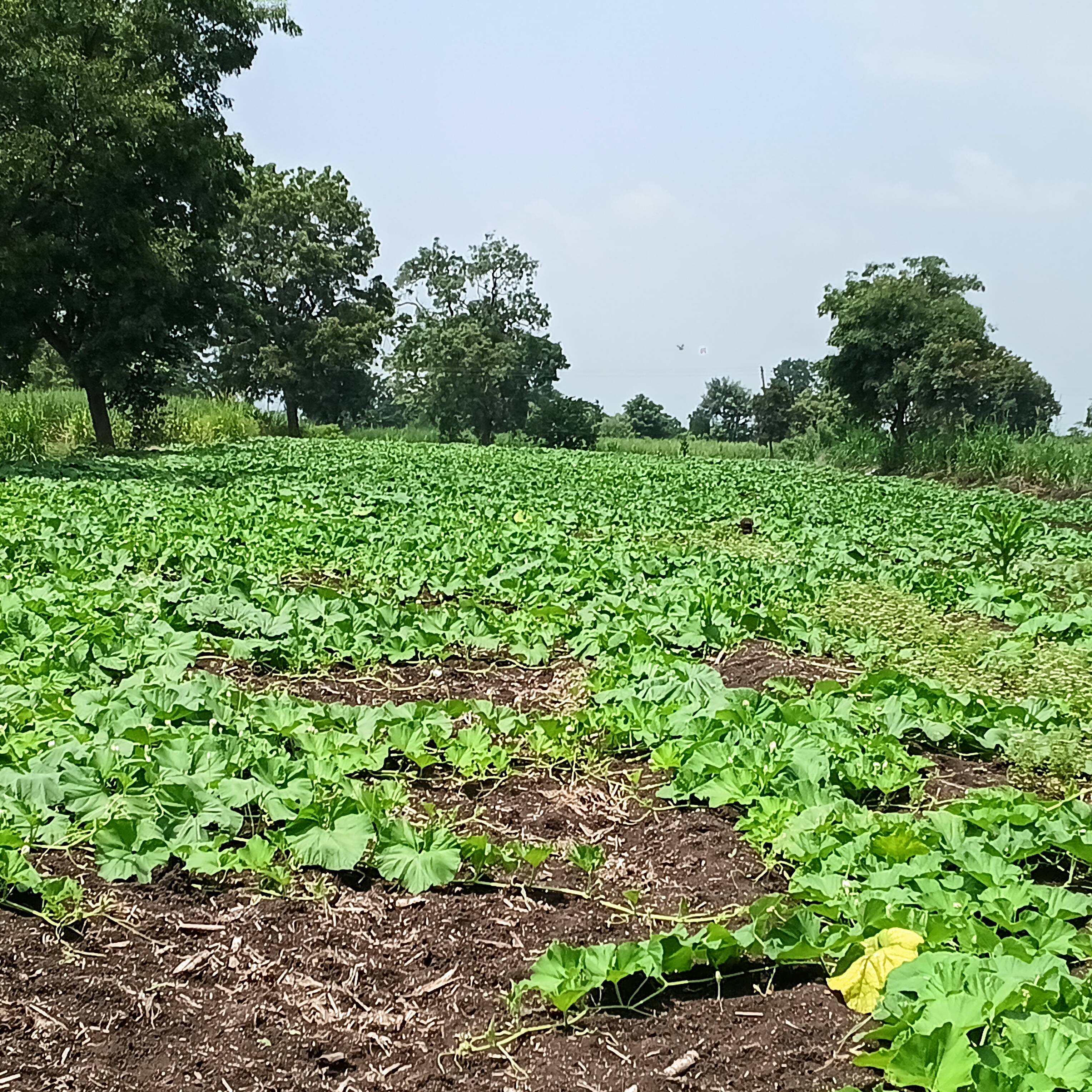 Arka Bahar Bottle Gourd for sale in Satara, Maharashtra