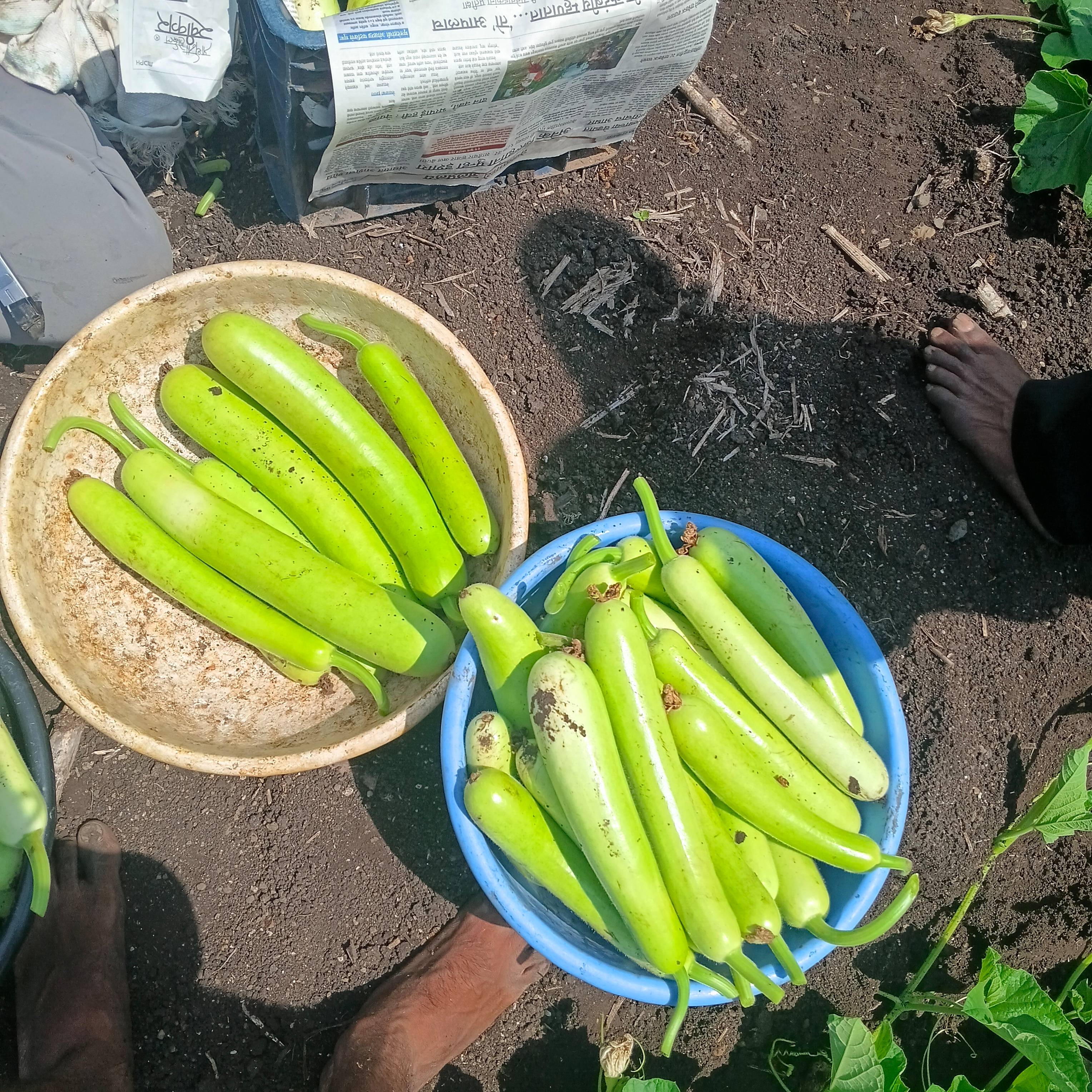 Arka Bahar Bottle Gourd for sale in Satara, Maharashtra