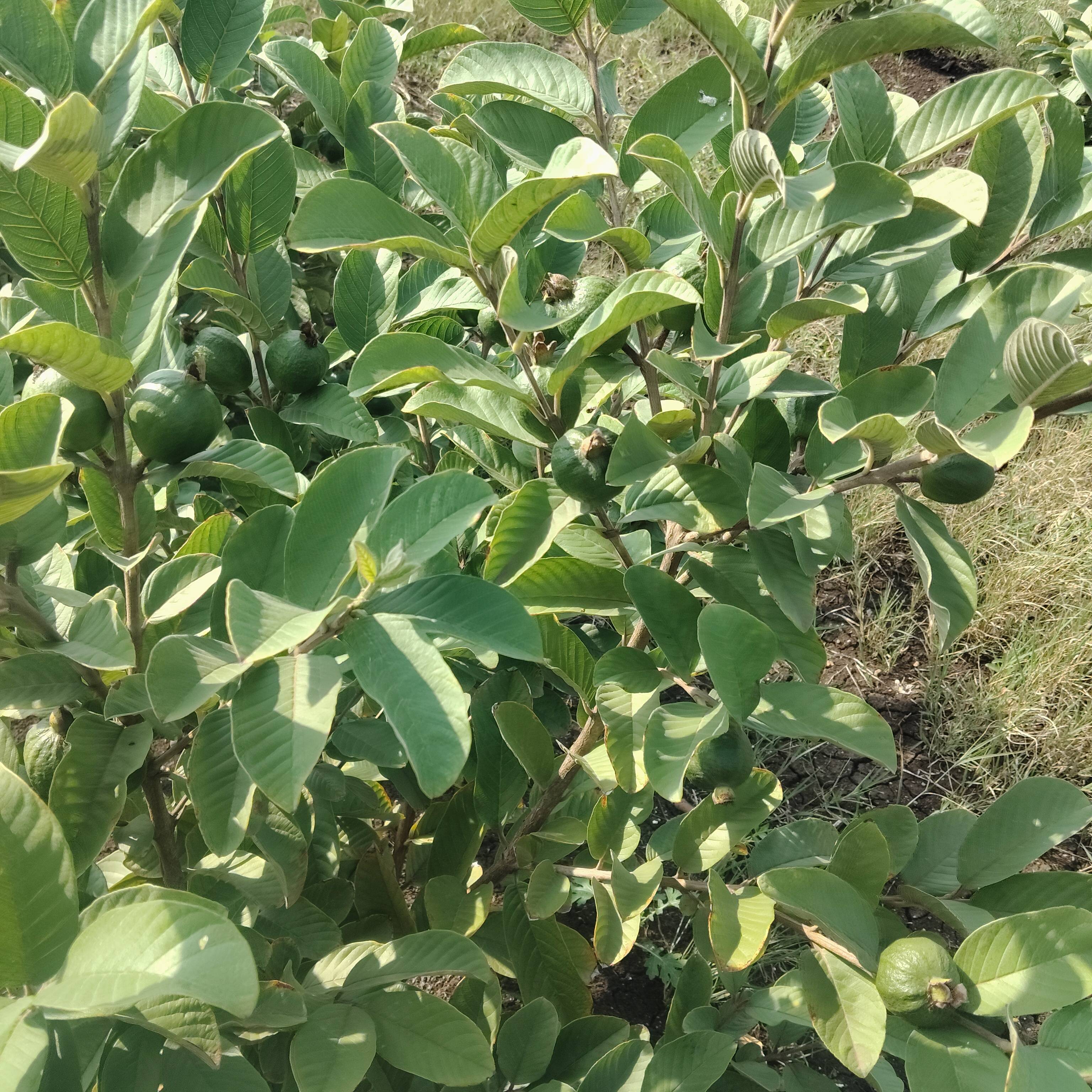 Guava Sadabahar  / Baramasi