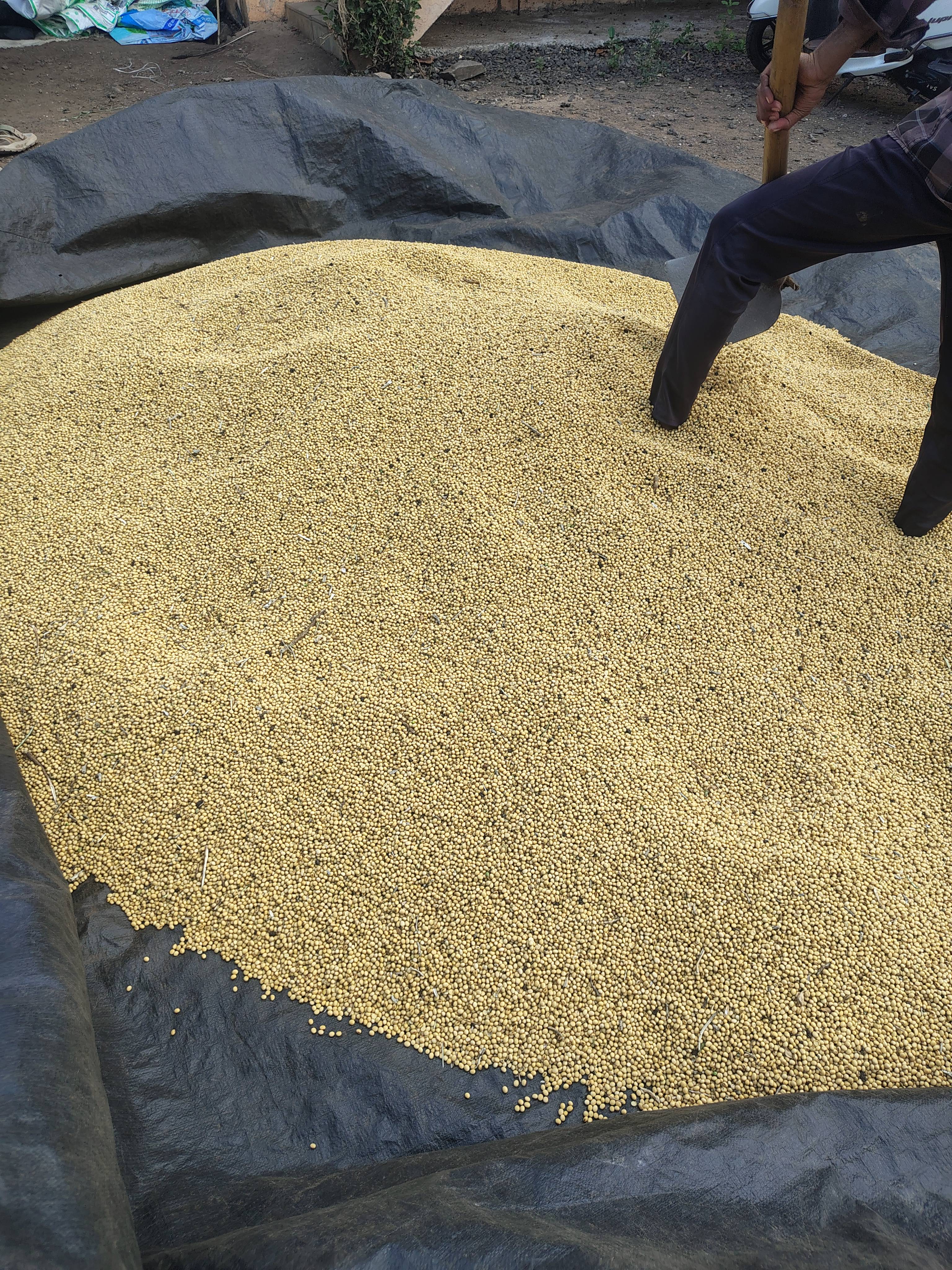 Soyabean Yellow Soybean