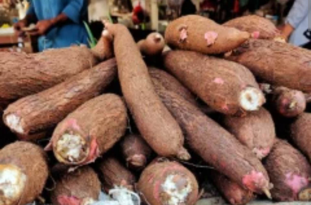 कसावा / टॅपिओका विक्रीसाठी, तिरुवनंतपुरम, केरळ
