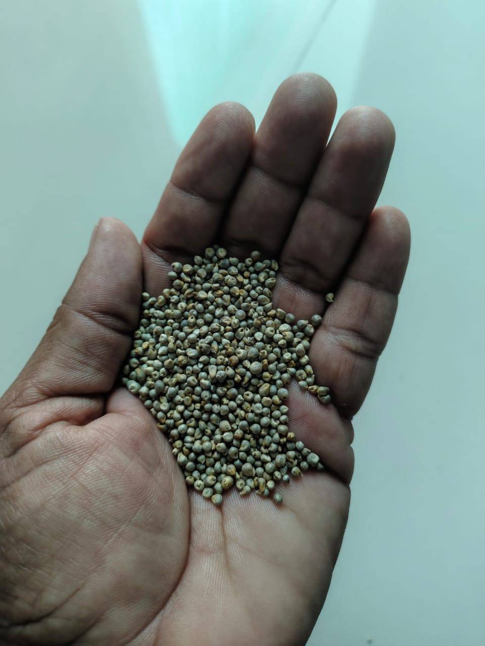 Pearl Millet (Bajra) बिक्री के लिए, बुलढाणा, महाराष्ट्र